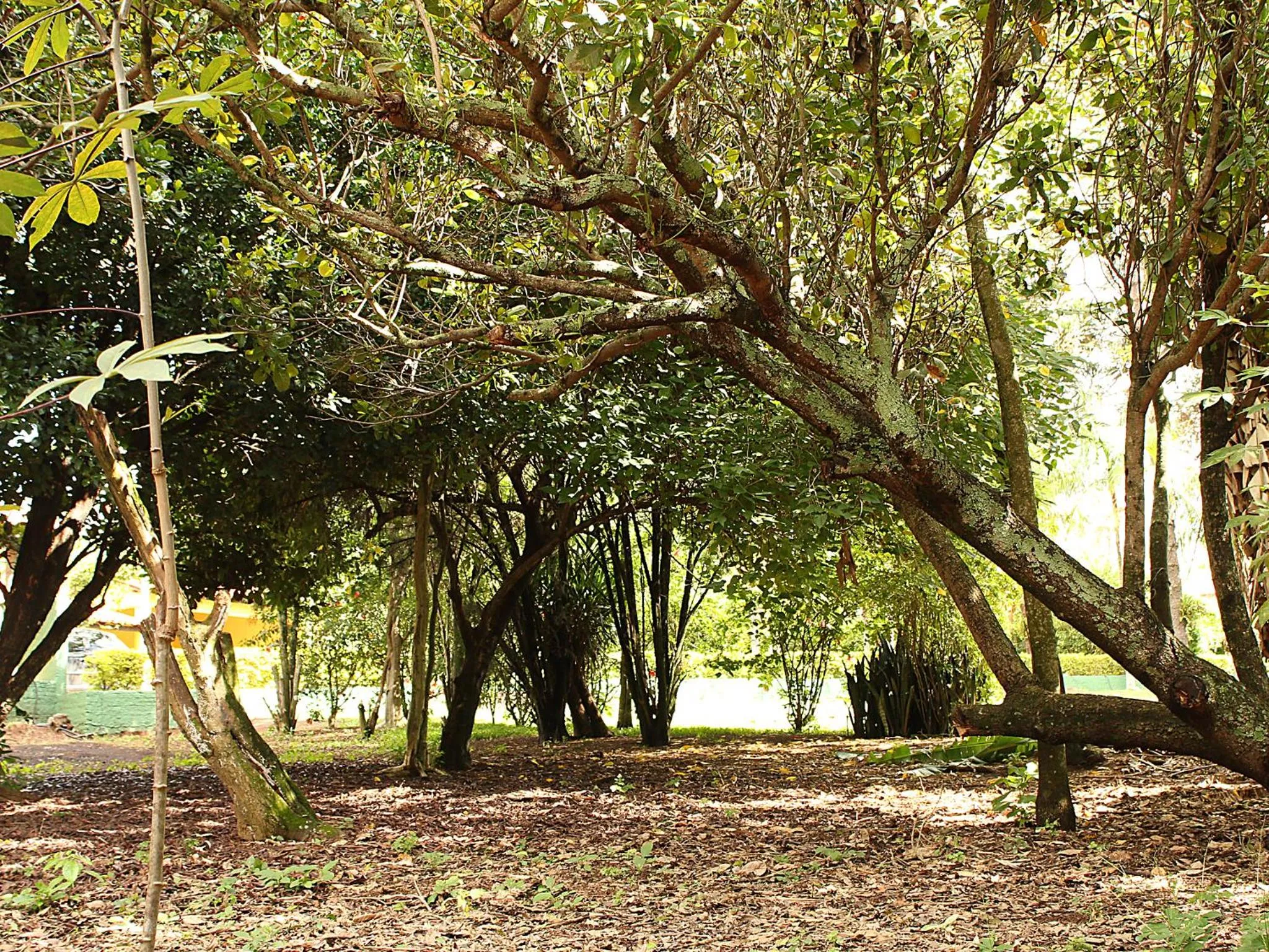 Garden in Guappo Socorro