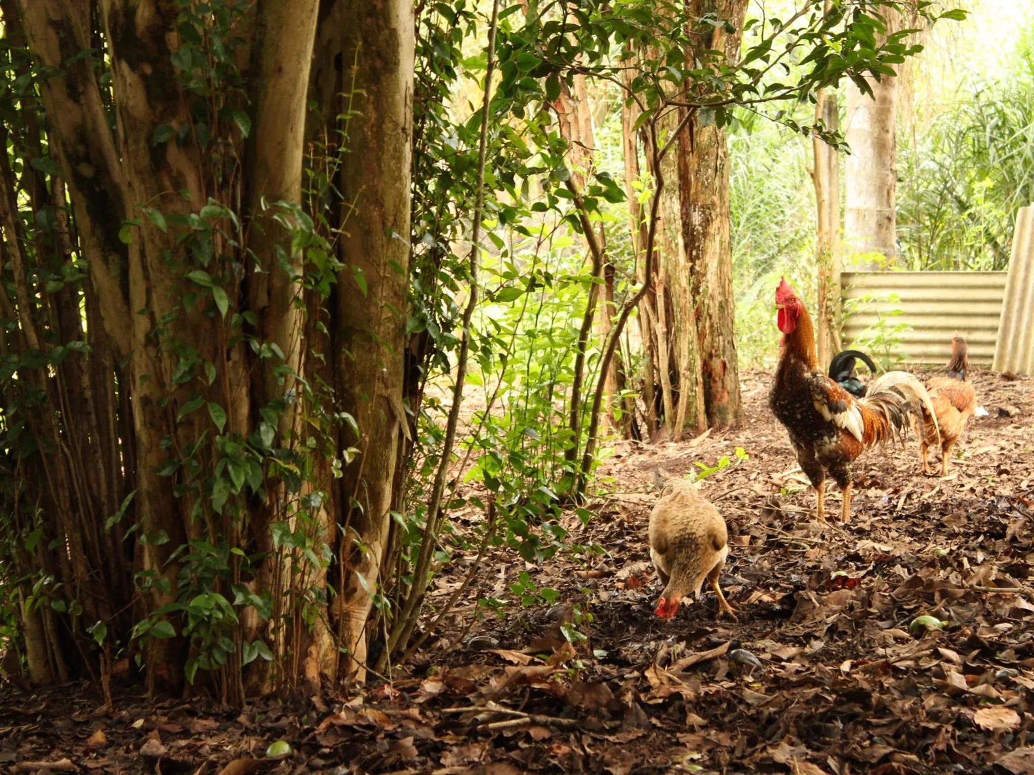 Garden in Guappo Socorro