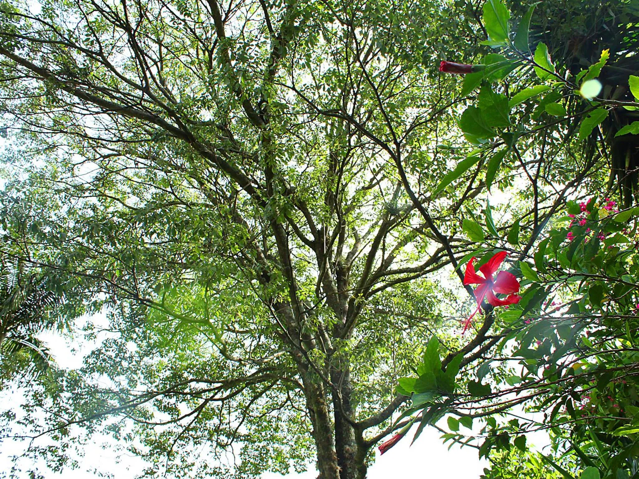 Garden in Guappo Socorro