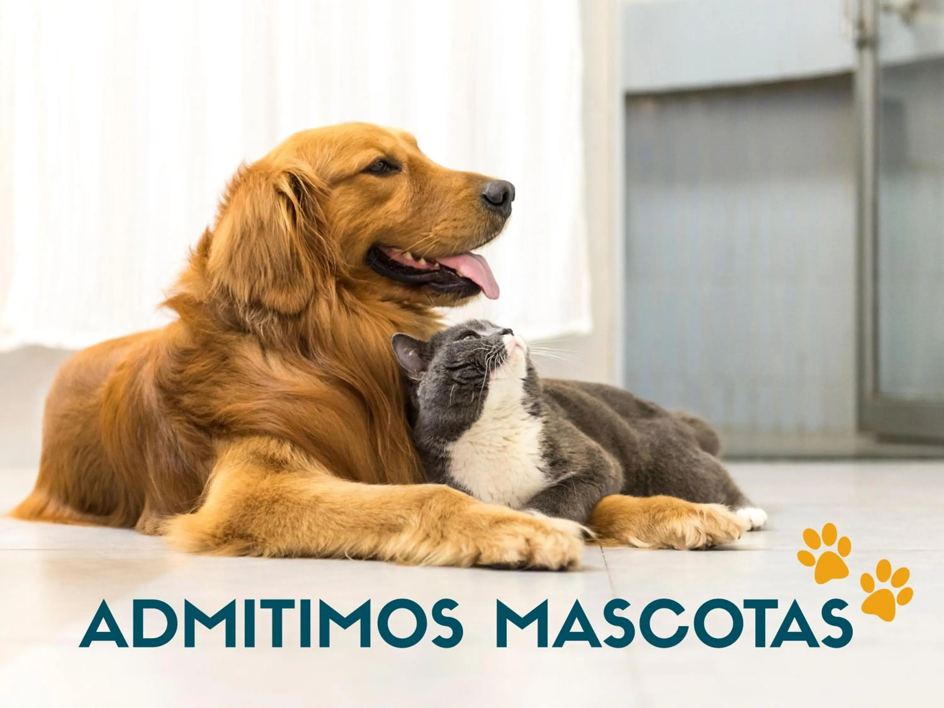 Pets in La Maruca Beach Santander 3000