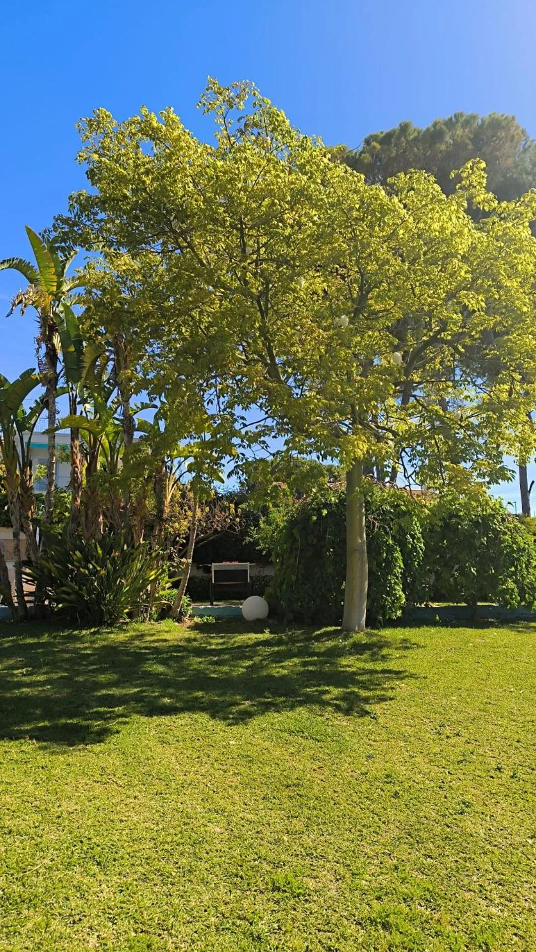 Garden in Stella del mare Apartments