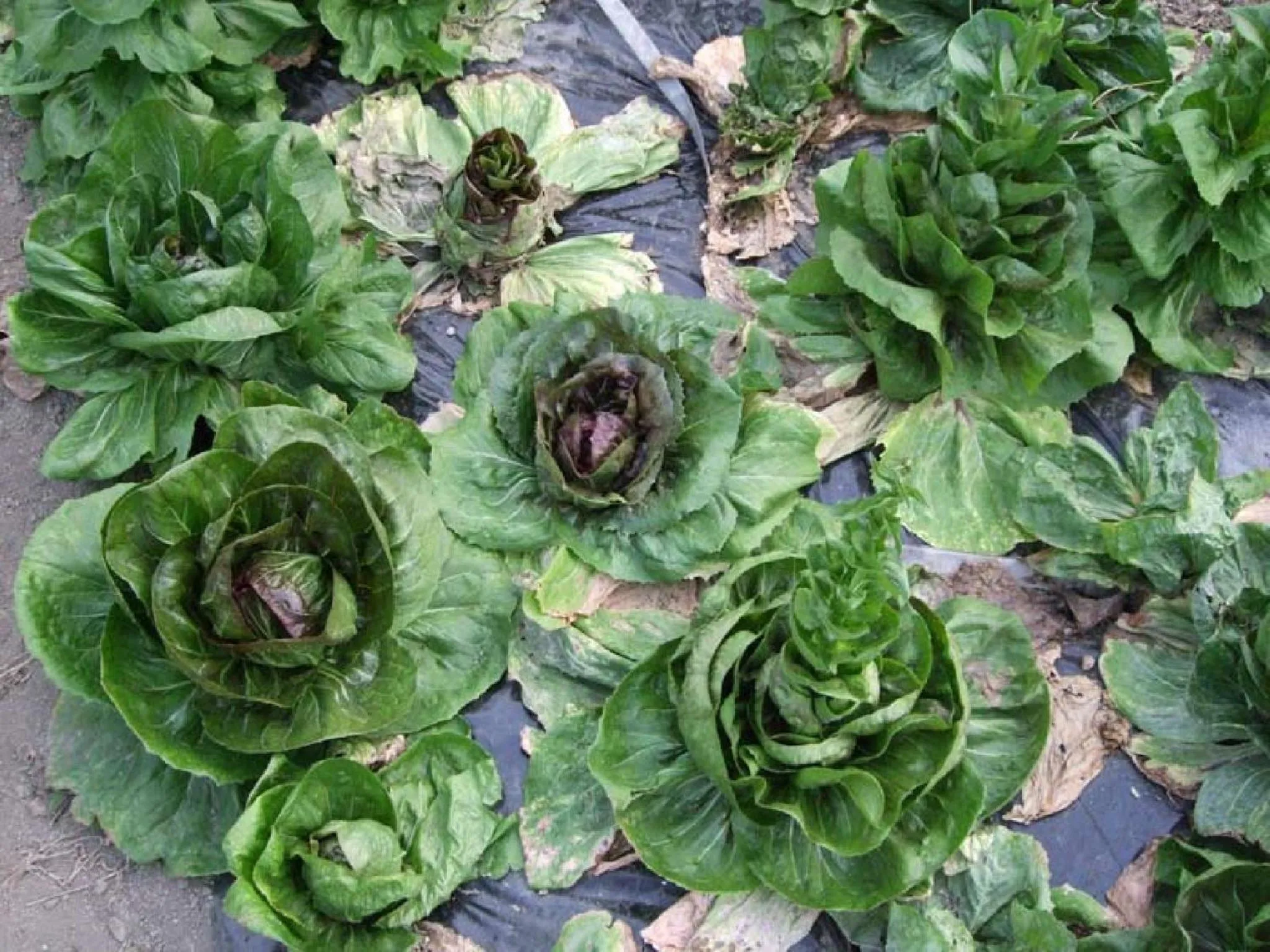 Garden in Agriturismo Al Marnich