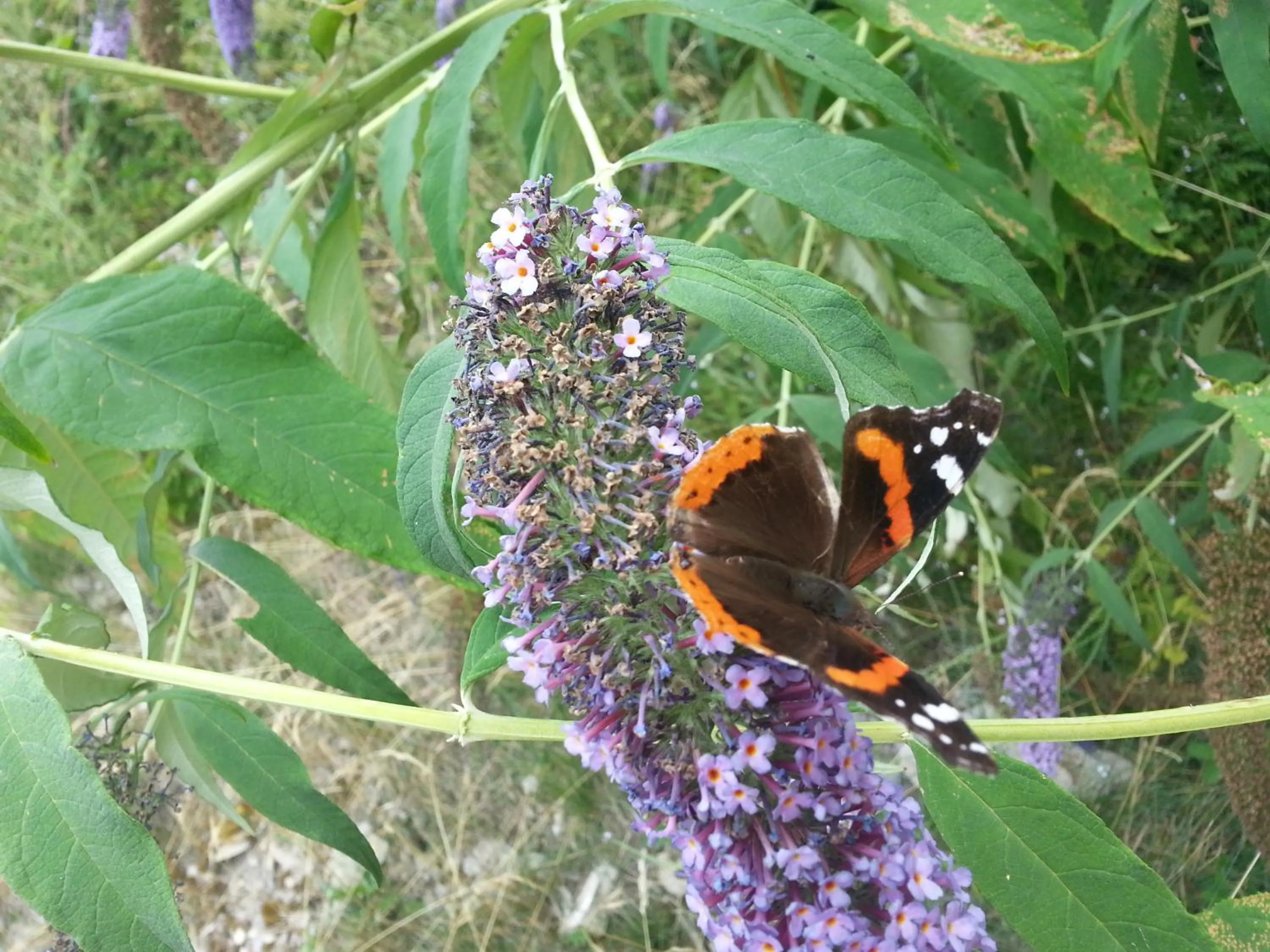 Summer in Agriturismo Al Marnich