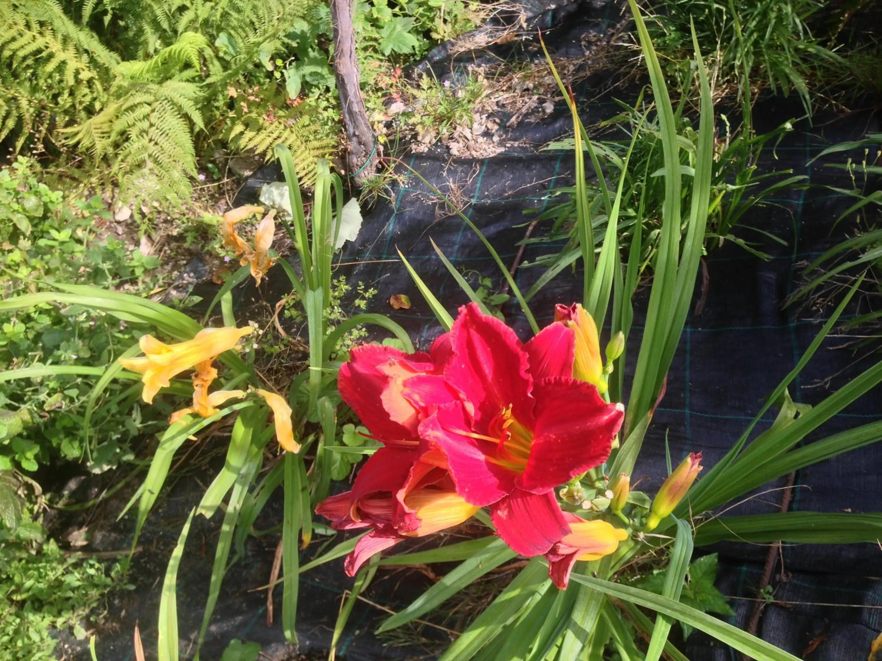 Summer in Agriturismo Al Marnich