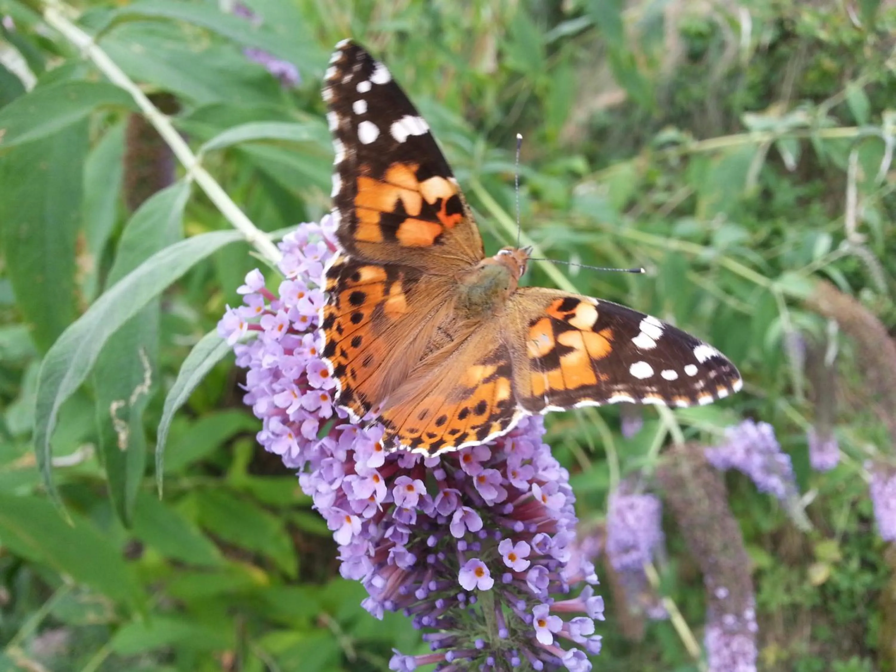 Summer in Agriturismo Al Marnich