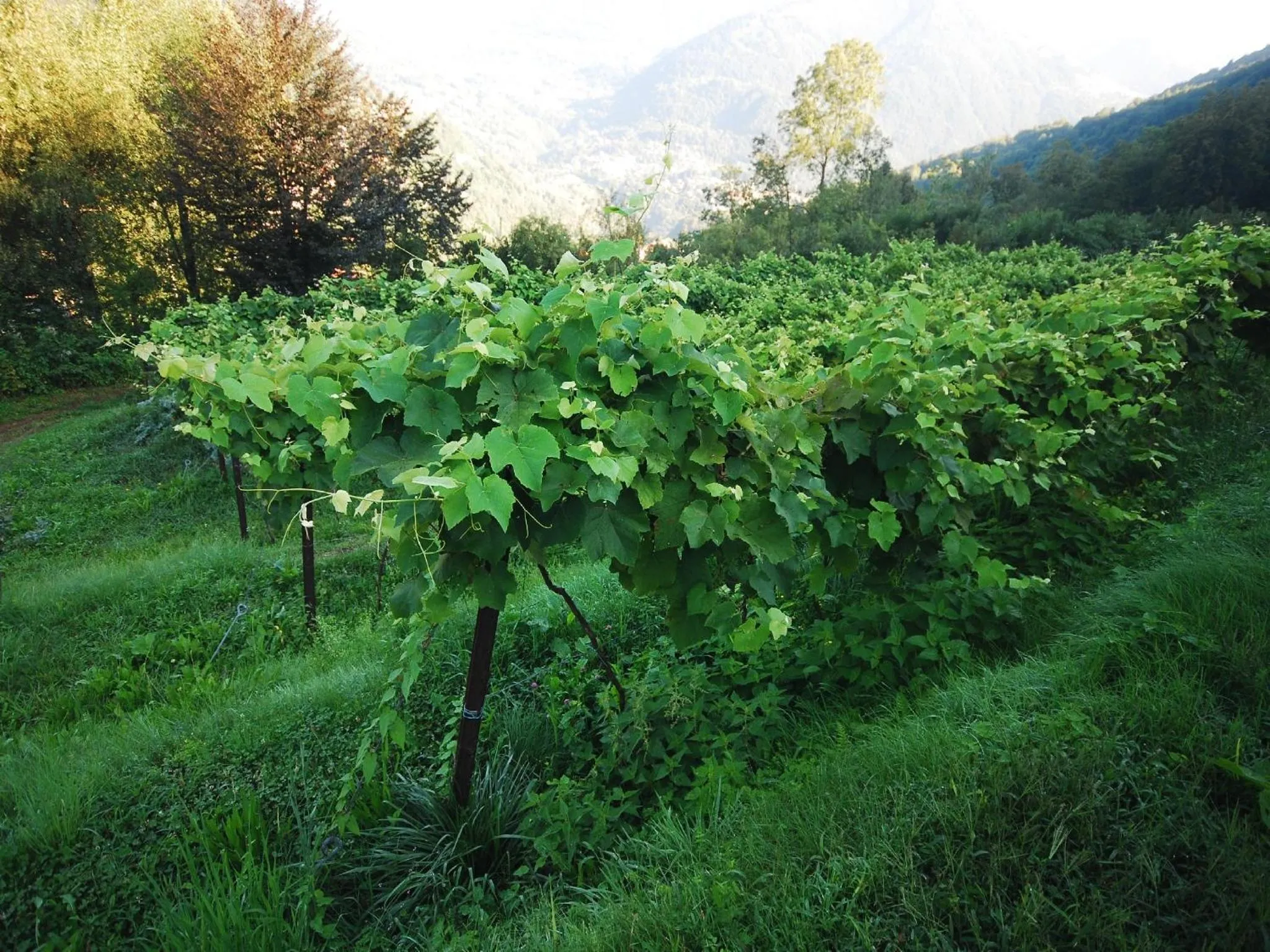 Garden in Agriturismo Al Marnich