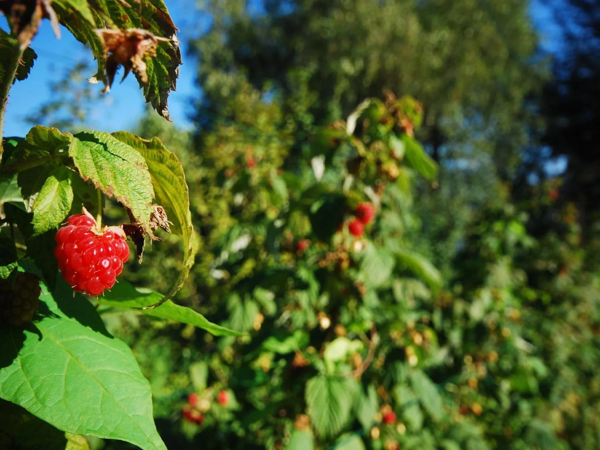 Garden in Agriturismo Al Marnich