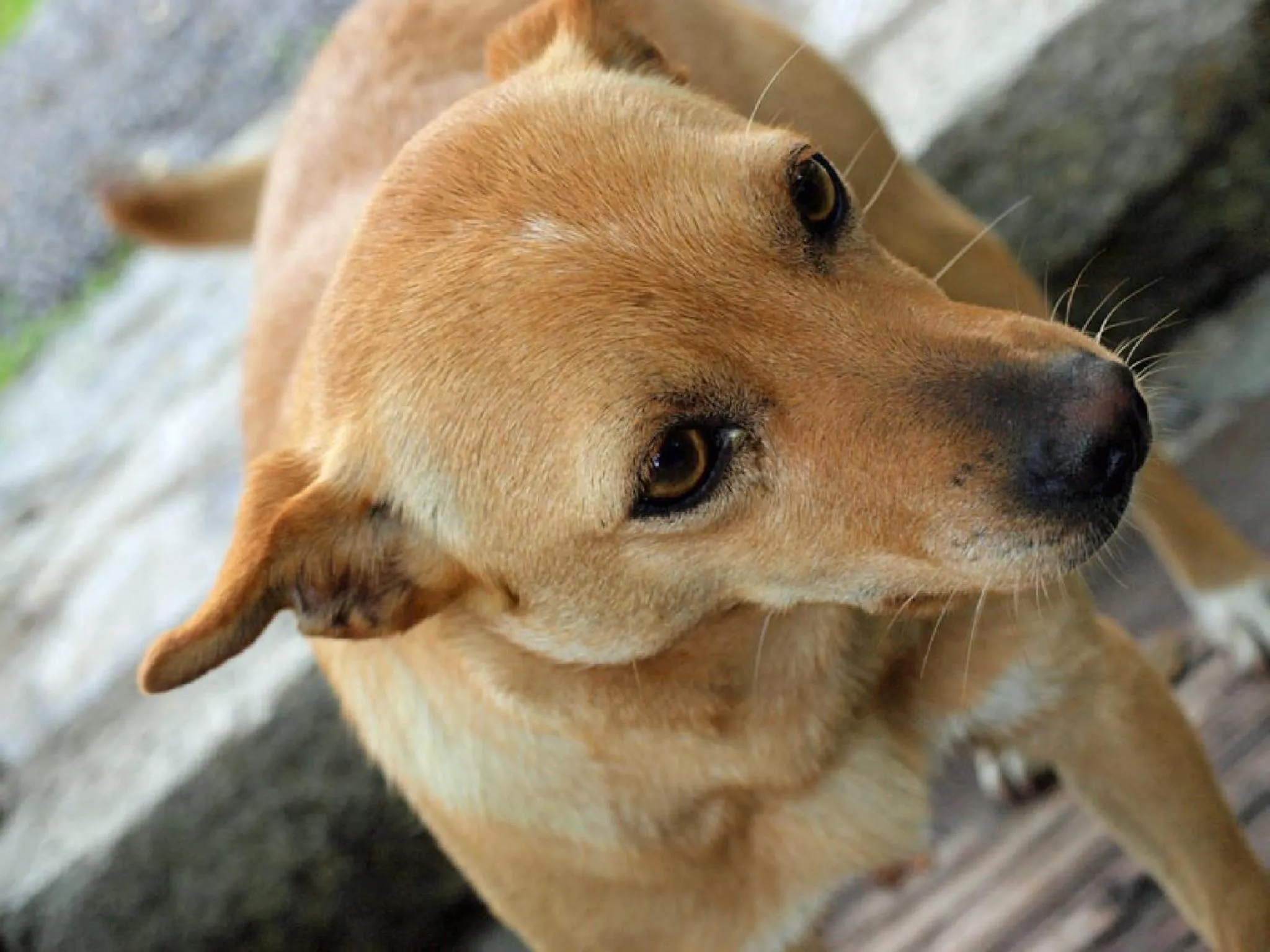 Other in Agriturismo Al Marnich
