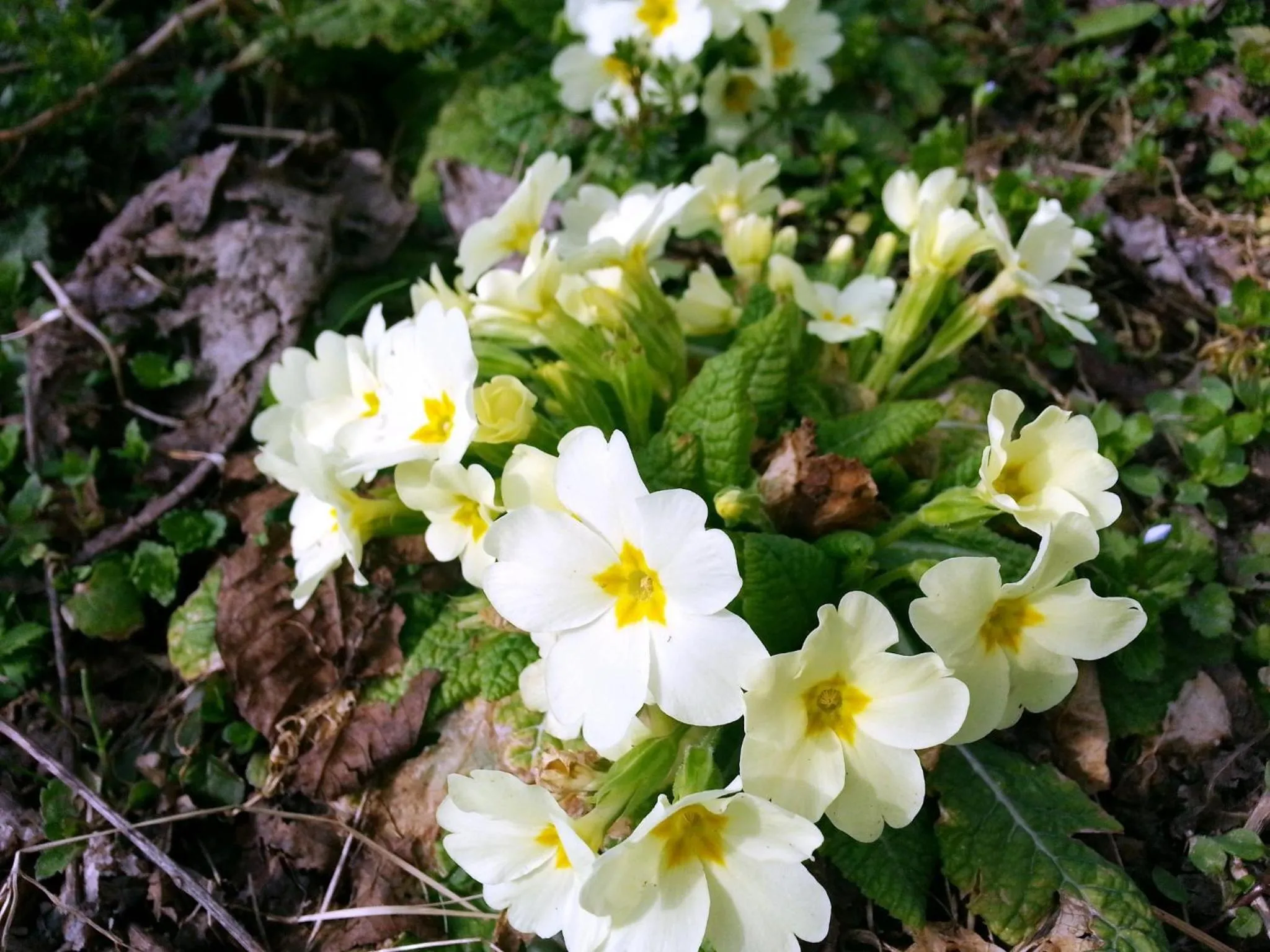 Garden in Agriturismo Al Marnich