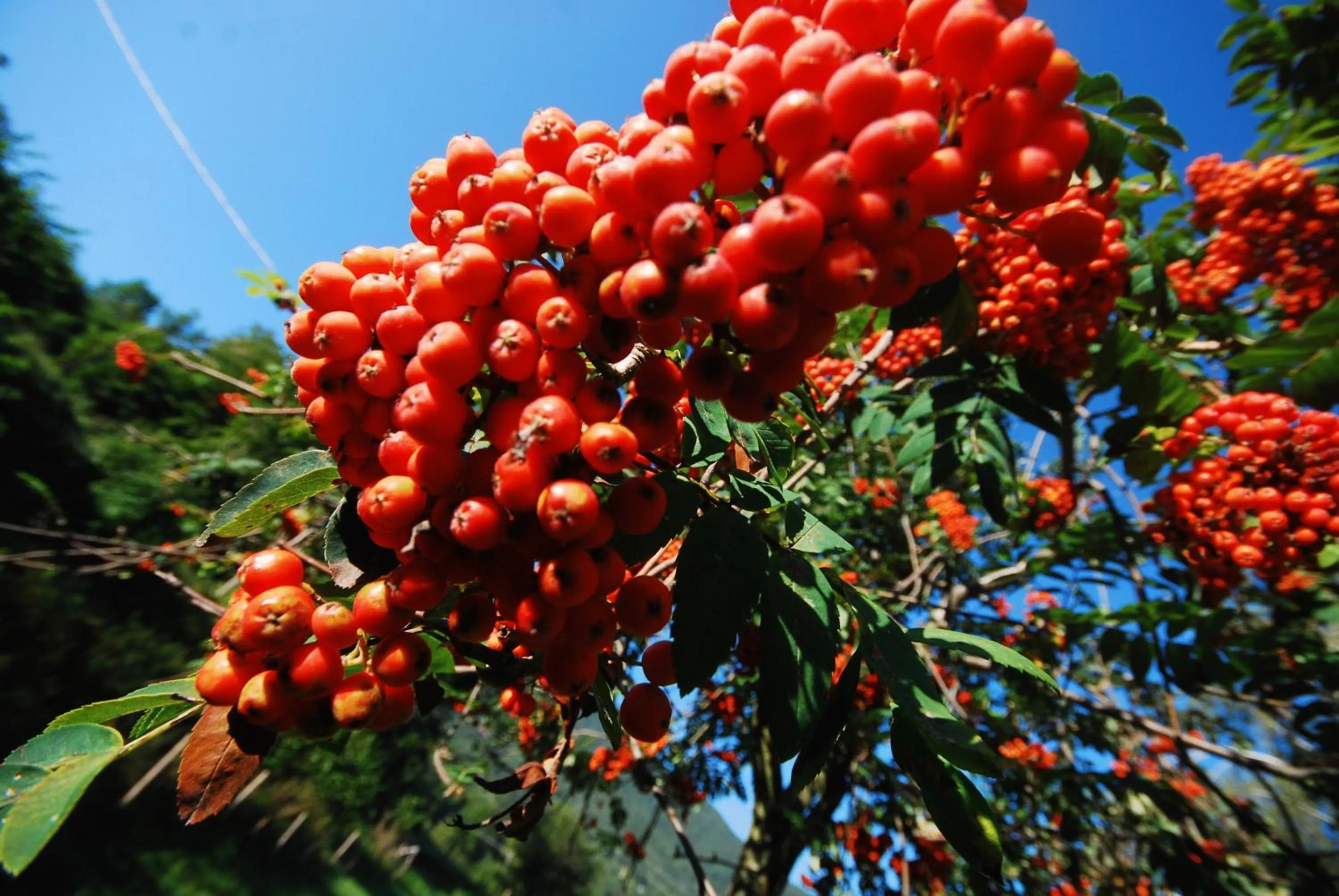 Garden in Agriturismo Al Marnich