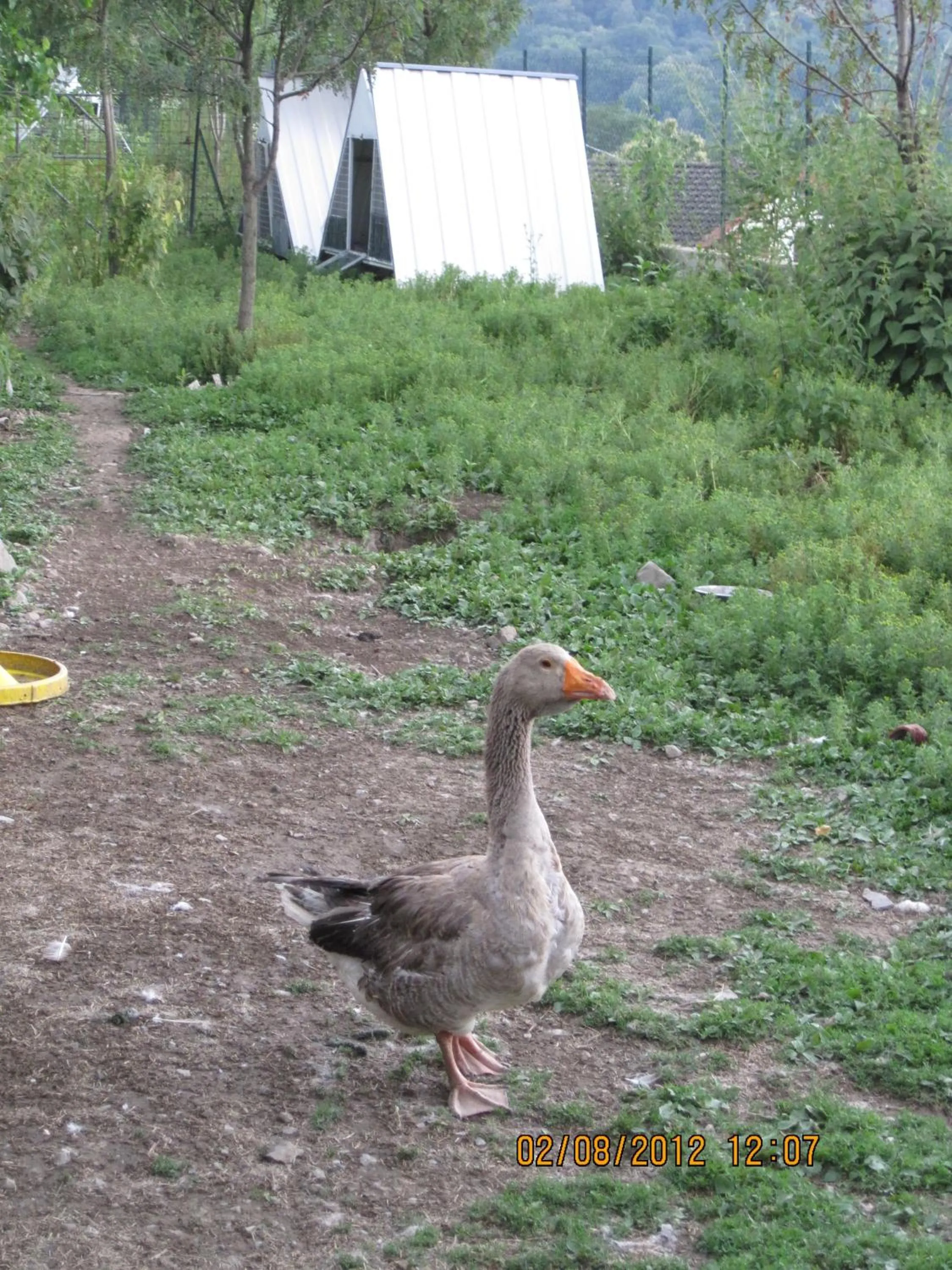 Other in Agriturismo Al Marnich