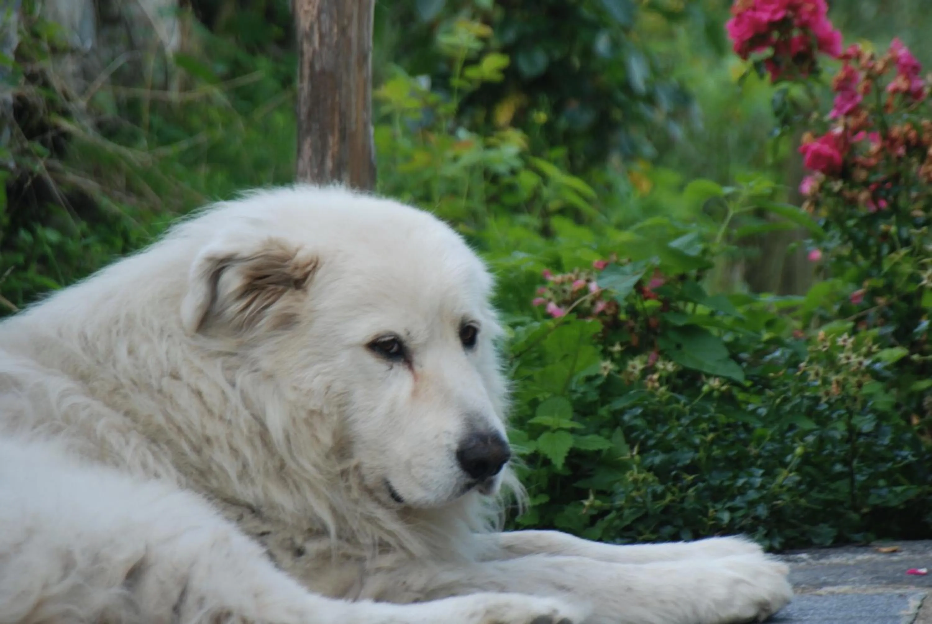 Other in Agriturismo Al Marnich