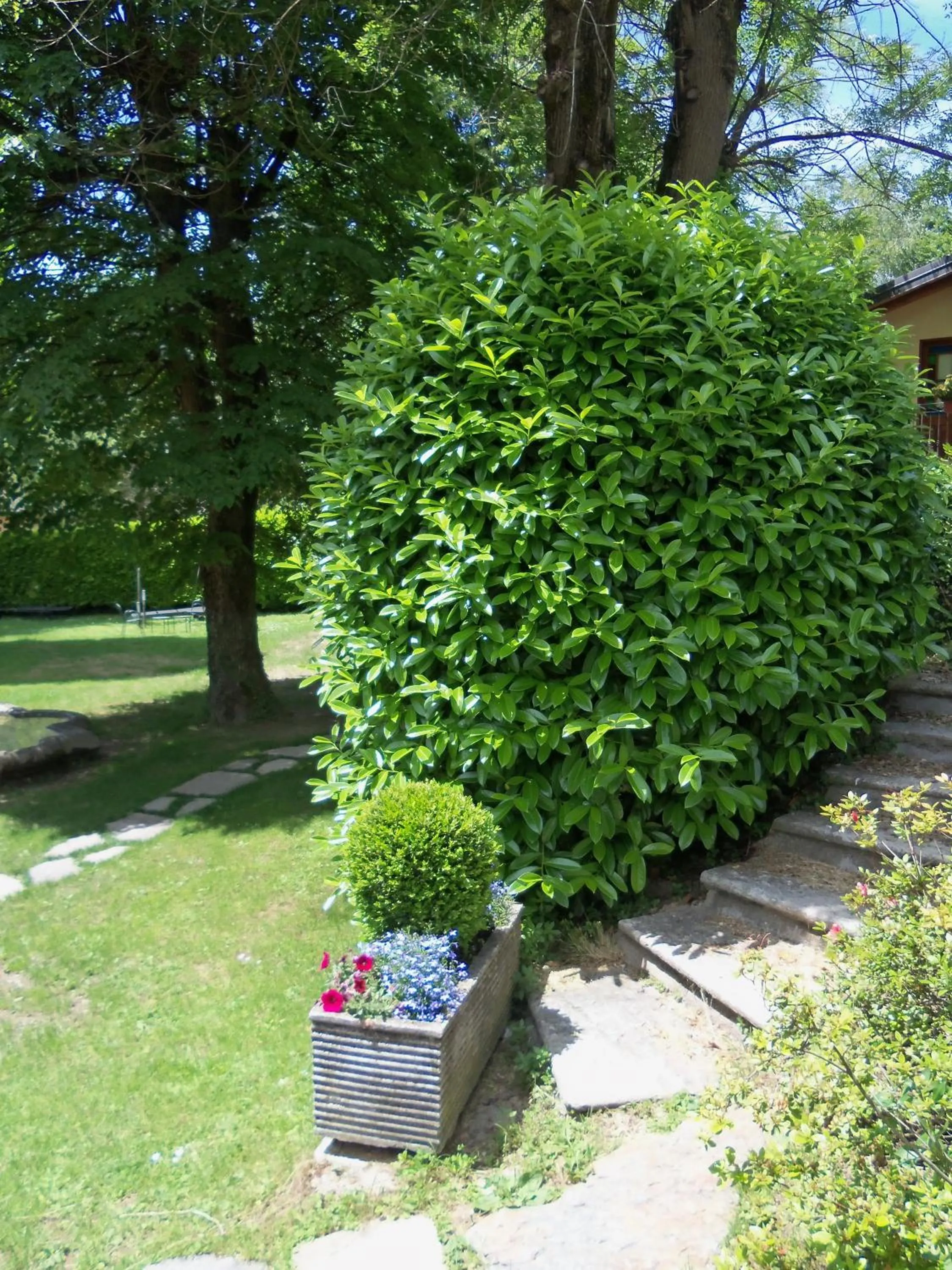 Garden in Hotel La Torre