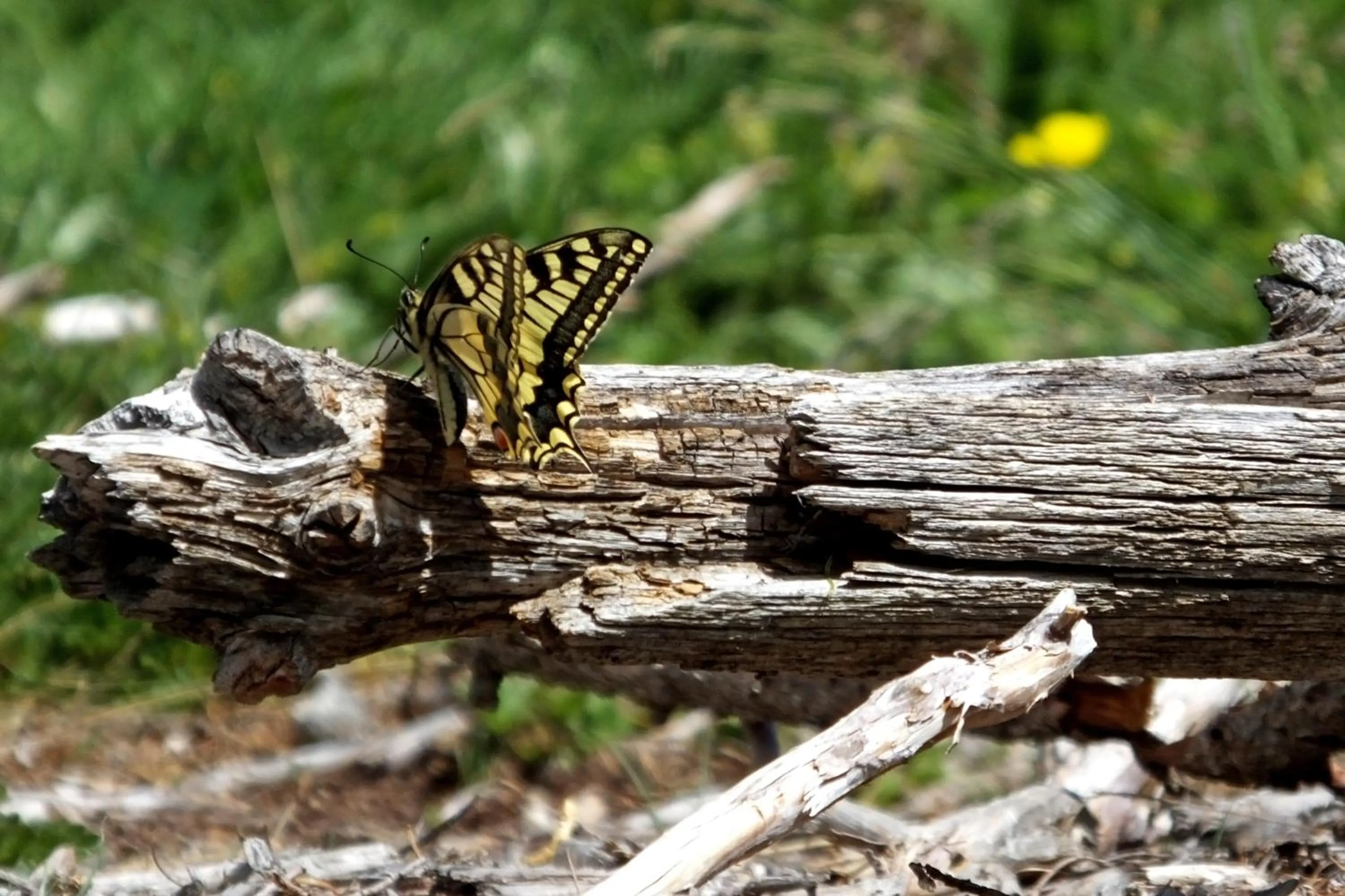 Pets in Gîte Chalet La Vie Sauvage