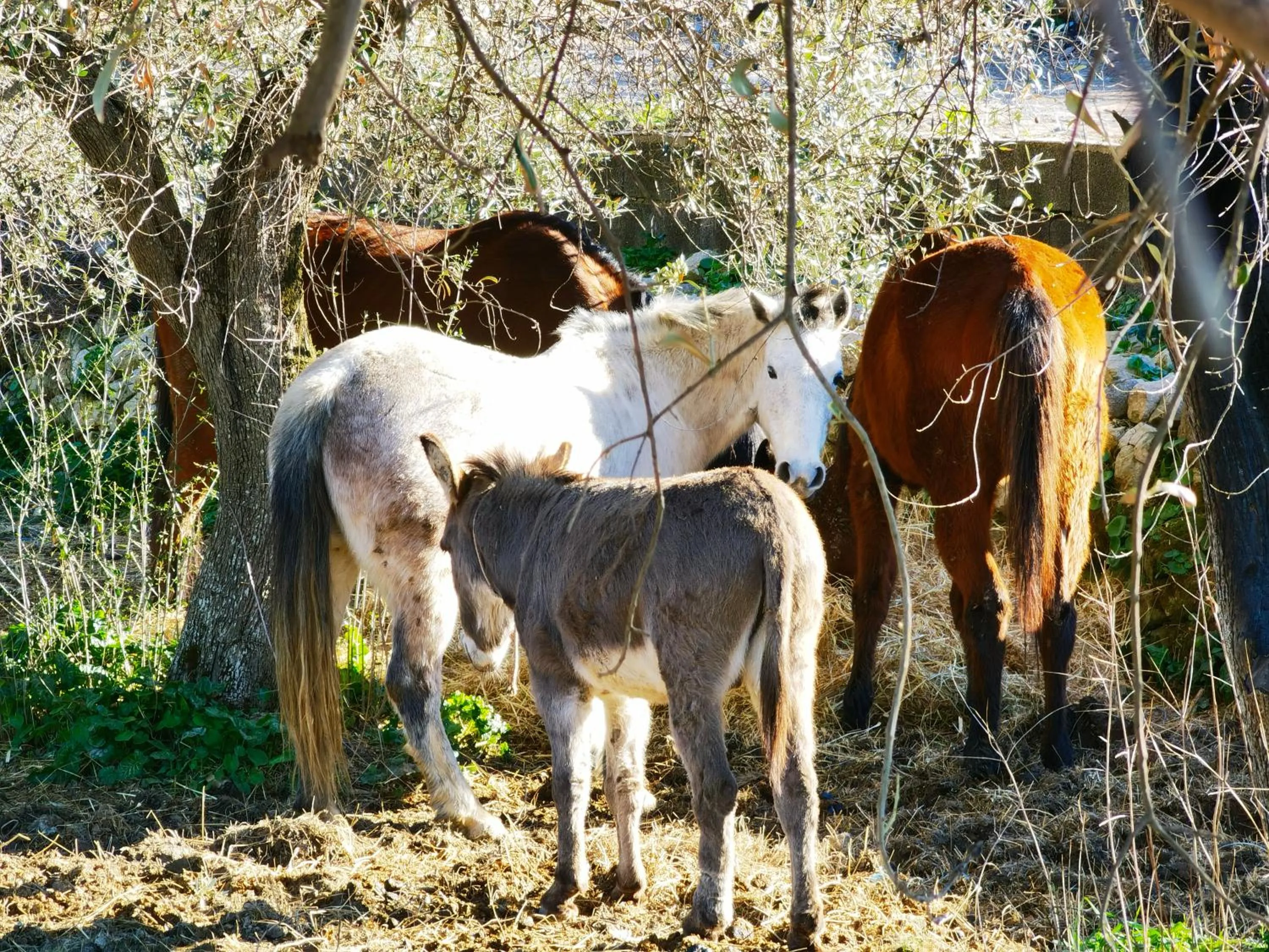 Animals in La Corte degli Ulivi - Albergo Rurale
