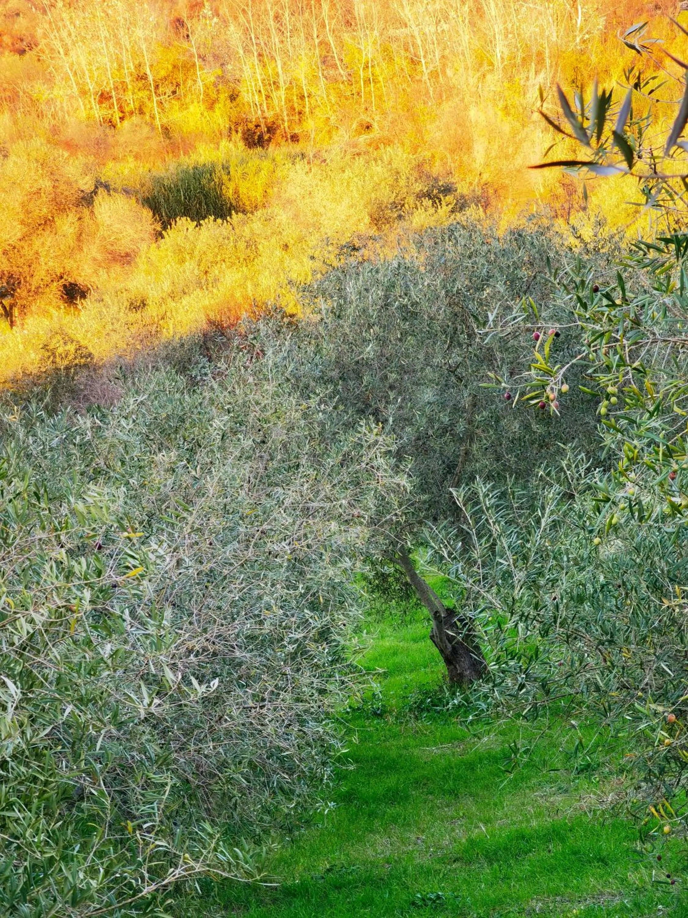 Natural landscape in La Corte degli Ulivi - Albergo Rurale