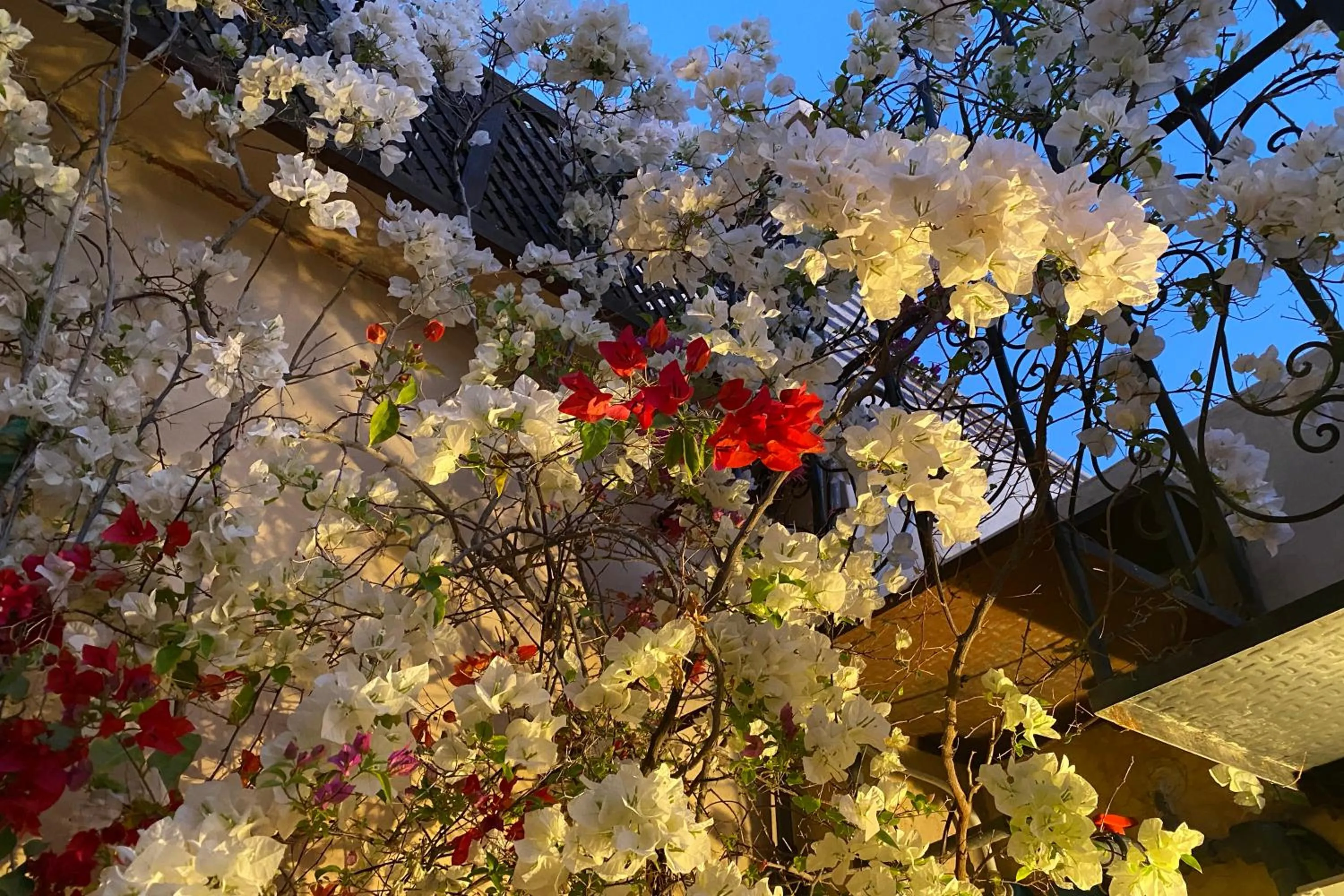Garden in Riad Of The Storks