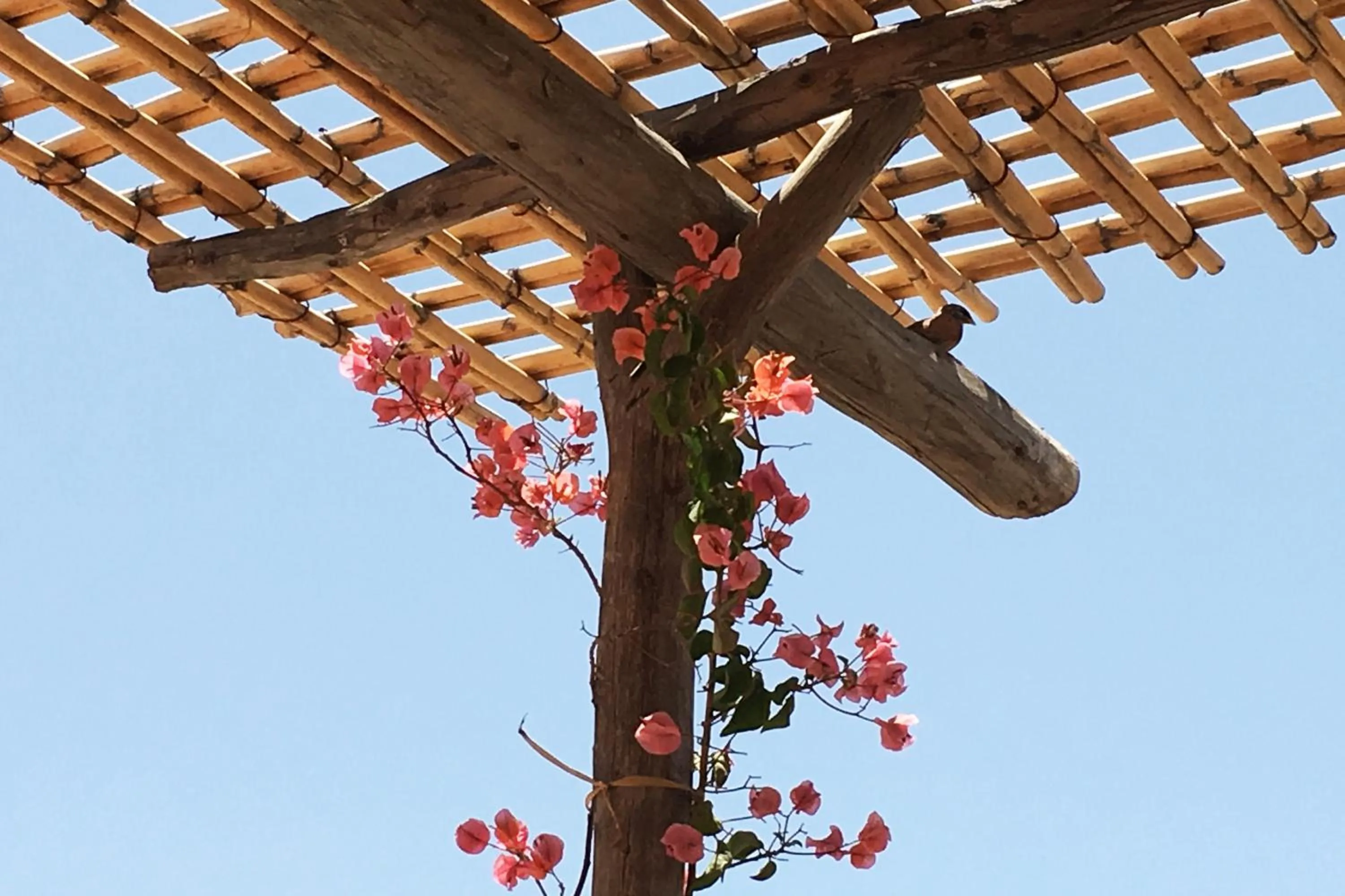 Property building in Riad Of The Storks