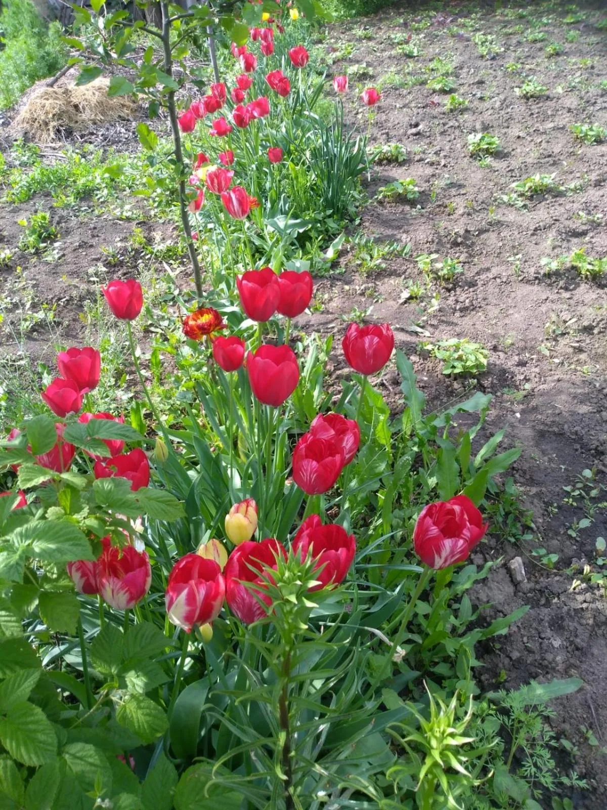 Premont Studios Ghimbav