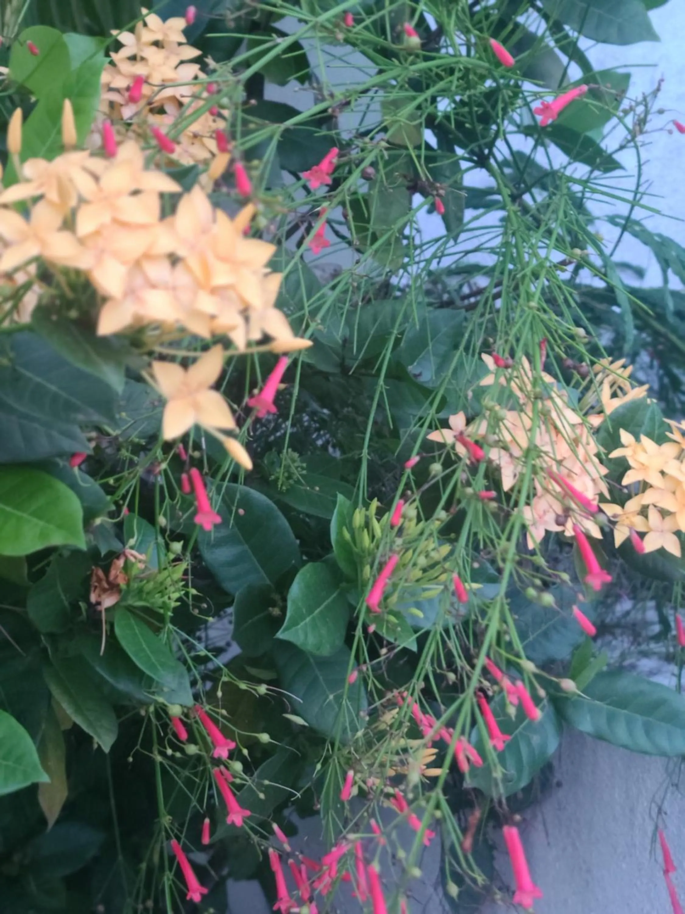 Boundless Bliss Hotel