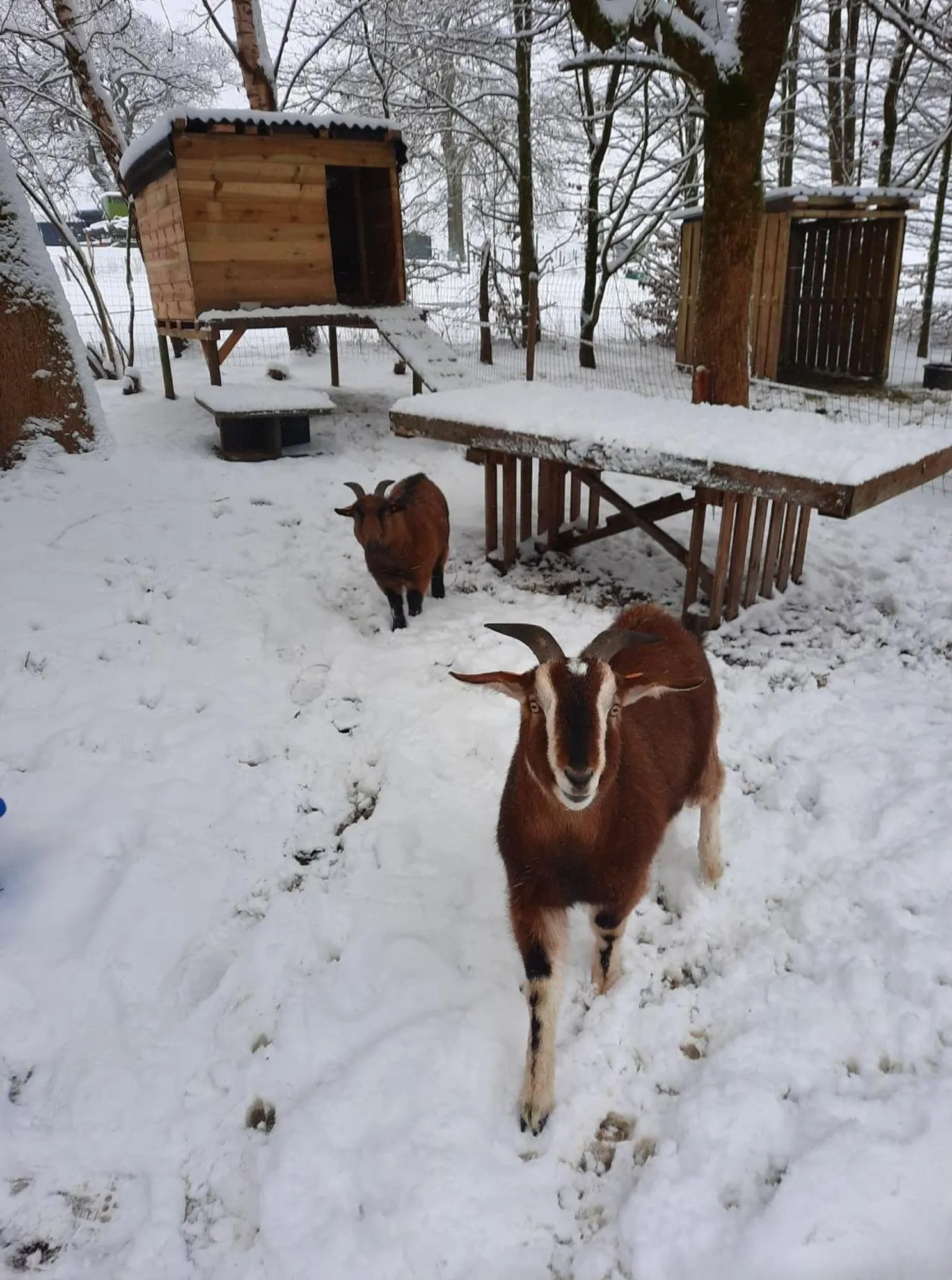 Winter in B&B Emmylou