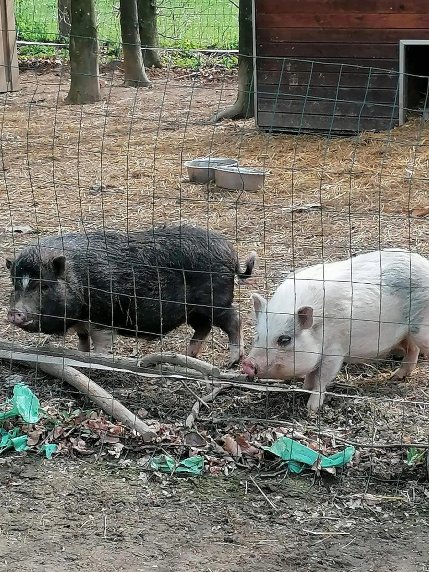 Animals in B&B Emmylou