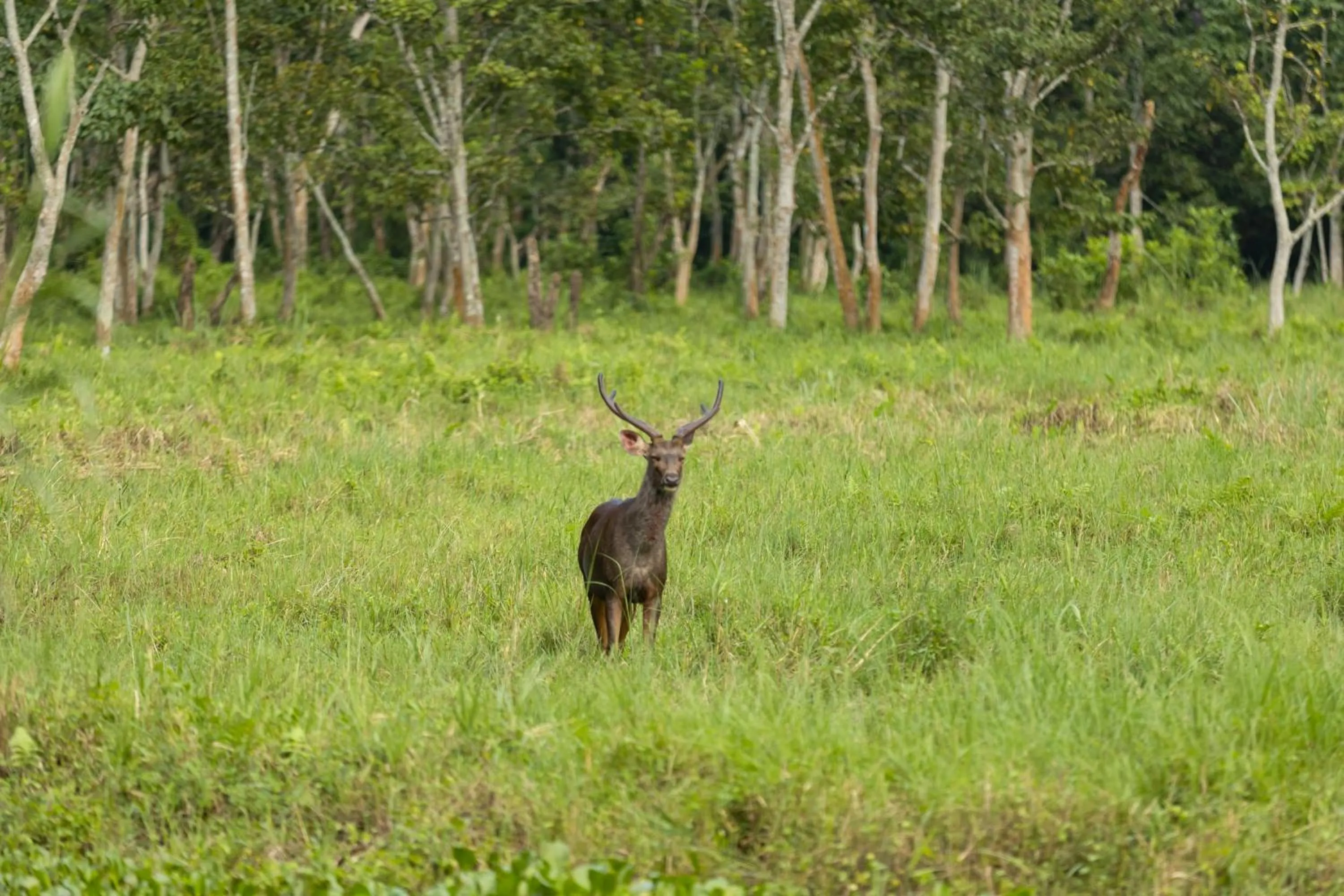 Natural landscape in Hotel Parkside