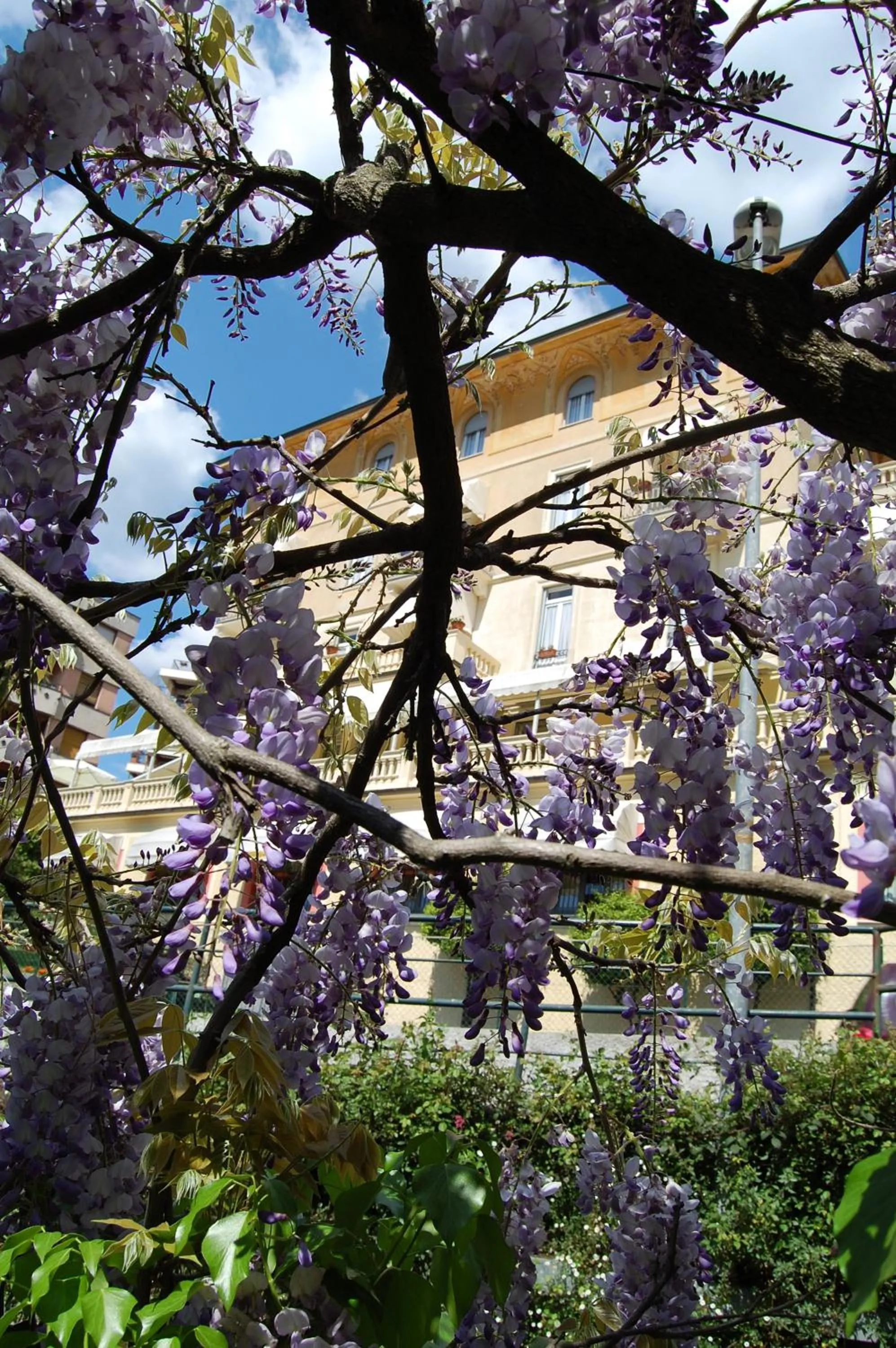 Garden in Hotel Canali - Le Cinque Terre