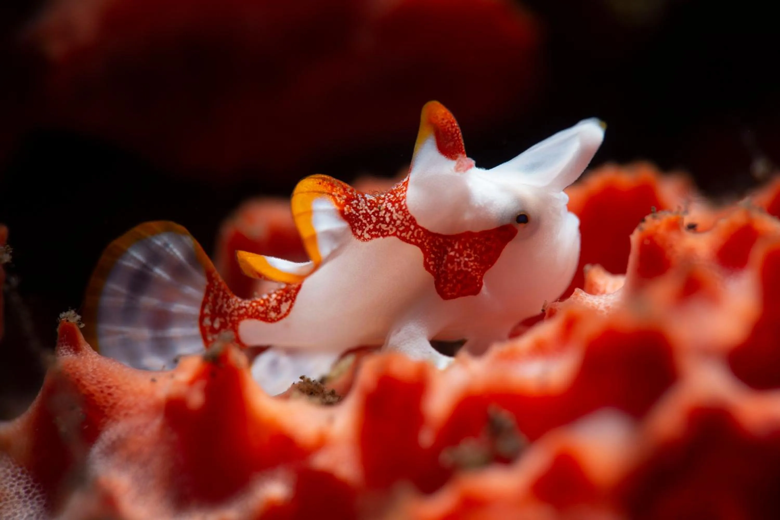 Diving in Palm Springs Bali Dive Resort