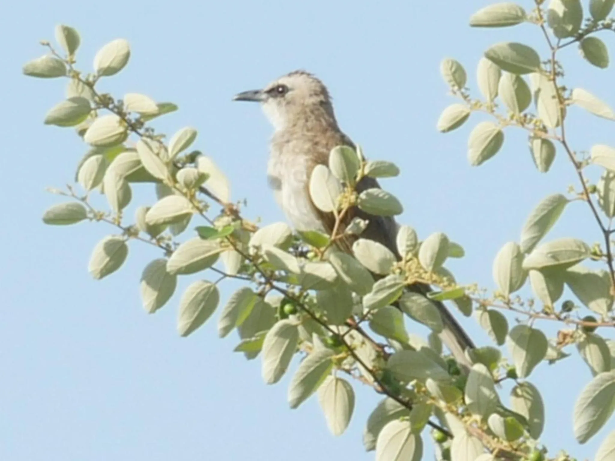 Natural landscape in Palm Springs Bali Dive Resort