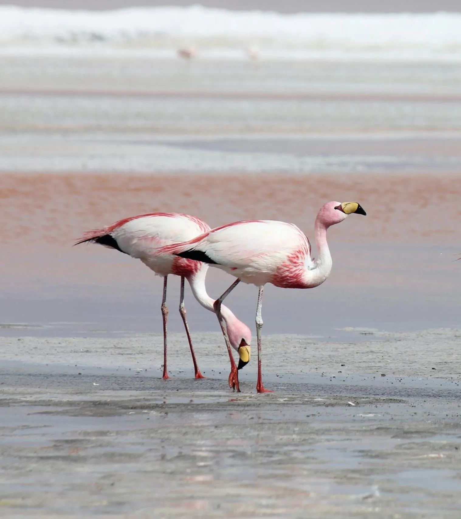 Natural landscape in Dakhla Boarding Hotel & Restaurant