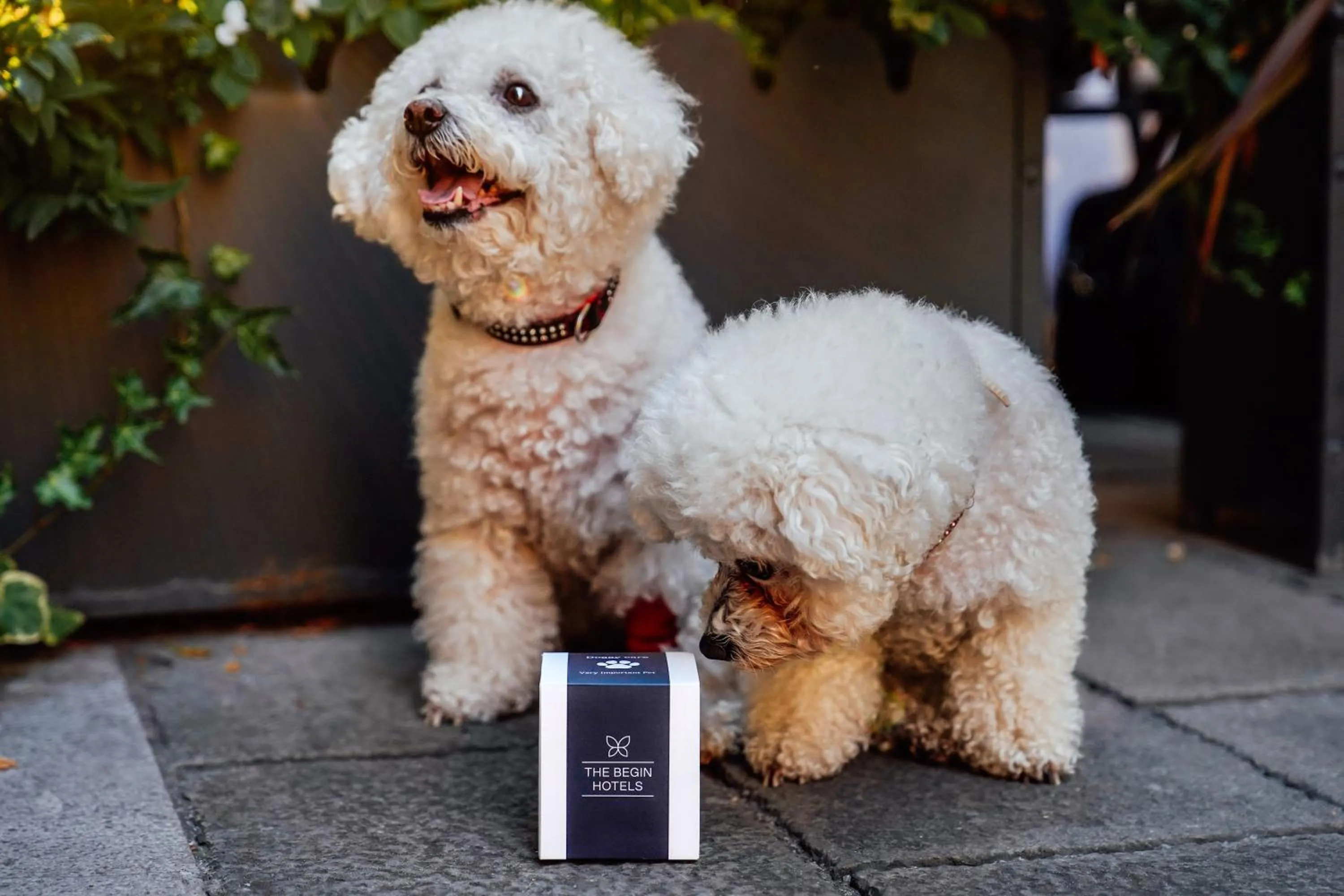 Pets in Giardino Dei Pini - Boutique Hotel