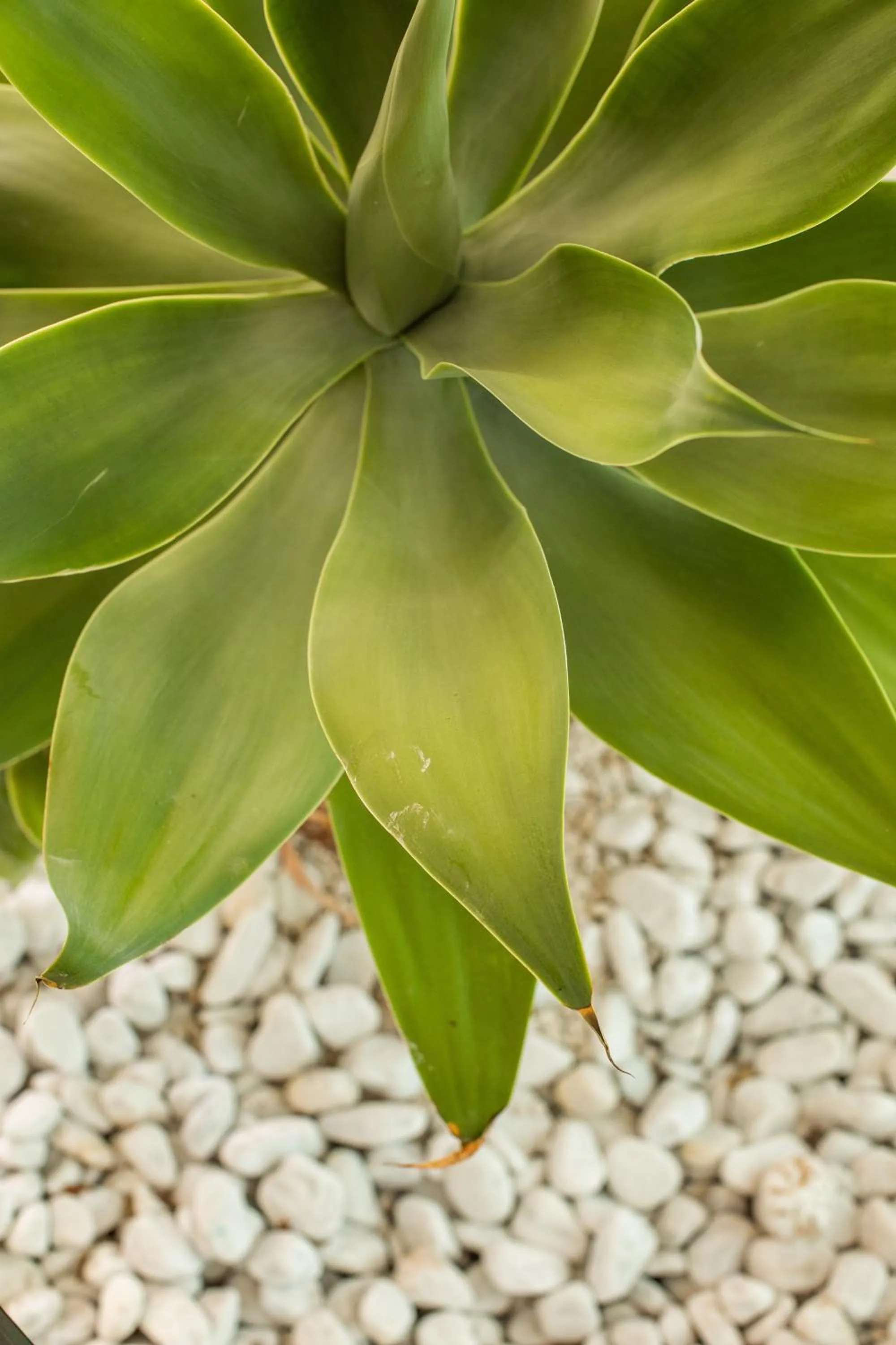 Giardino Dei Pini - Boutique Hotel