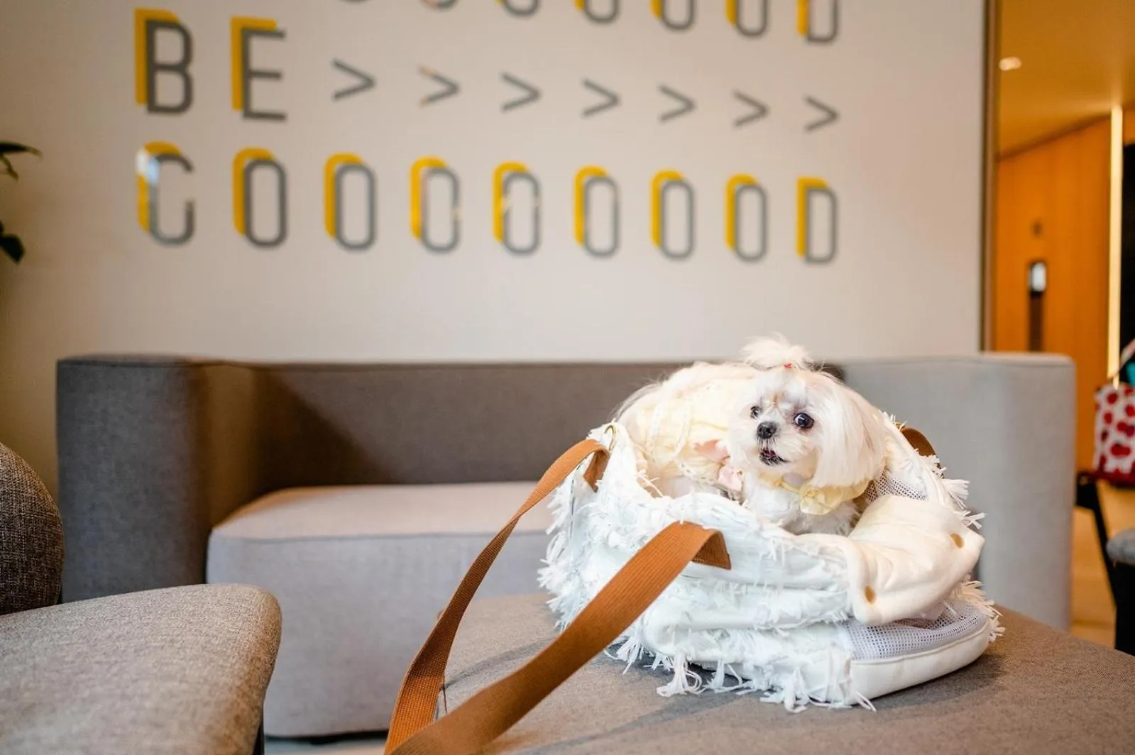 Pets in Oakwood Studios Sukhumvit Bangkok