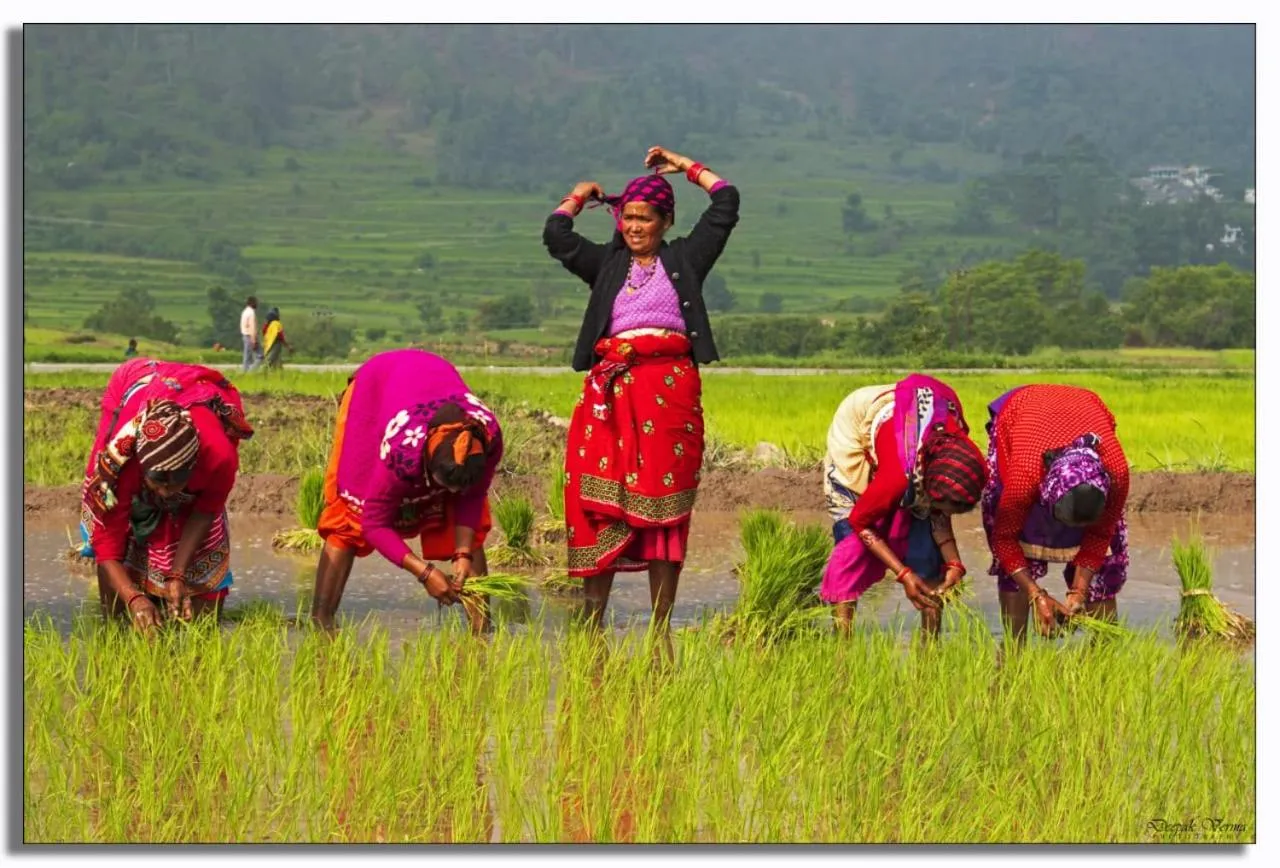 The Frostwood Resort