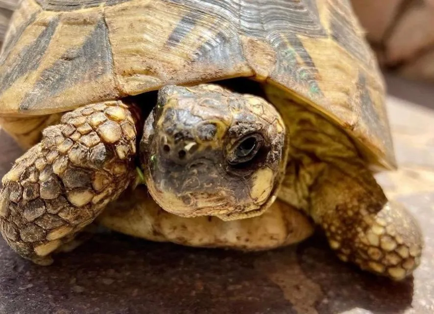 Animals in B&B Il Sentiero