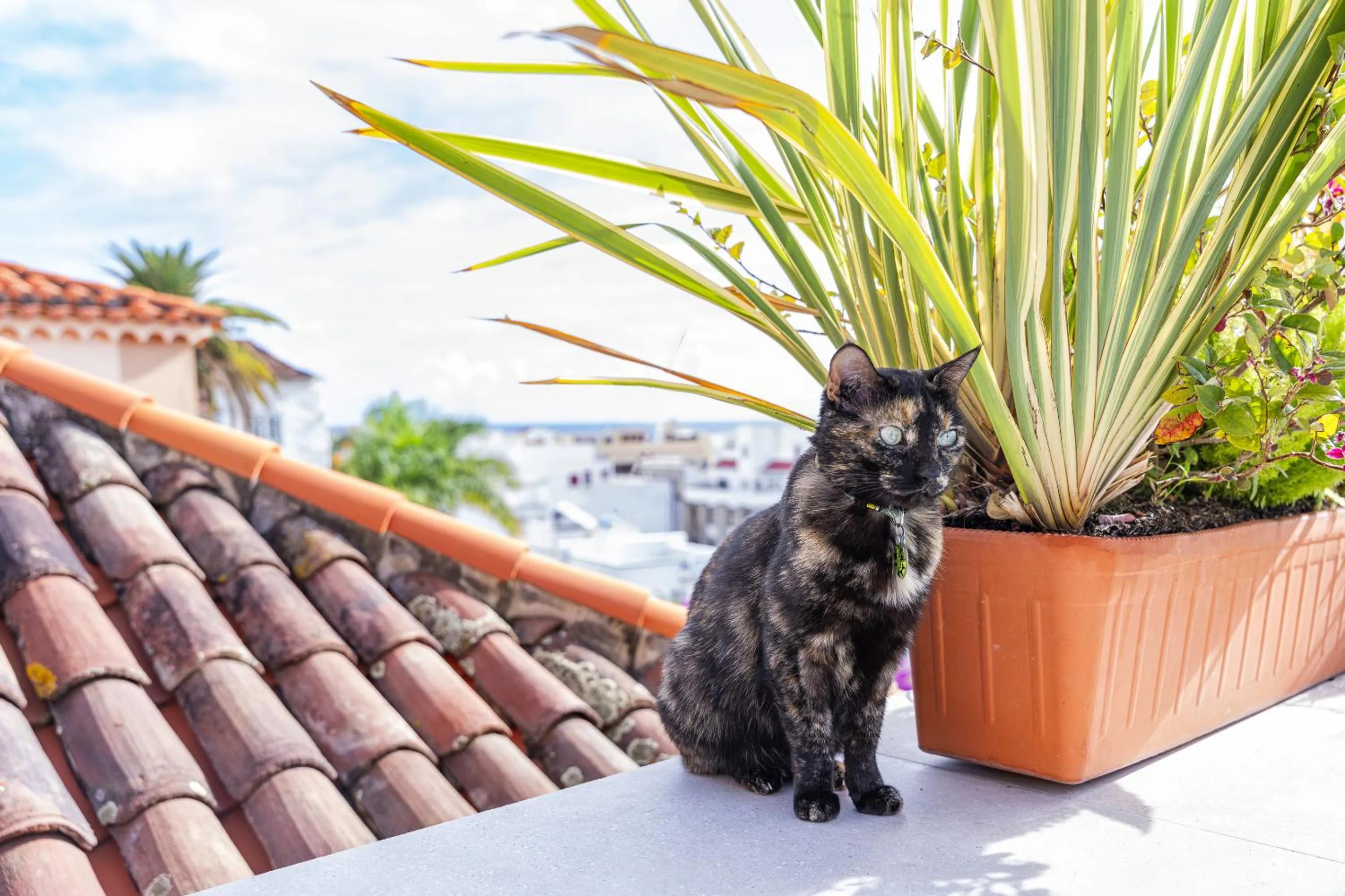 Pets in Hotel San Telmo