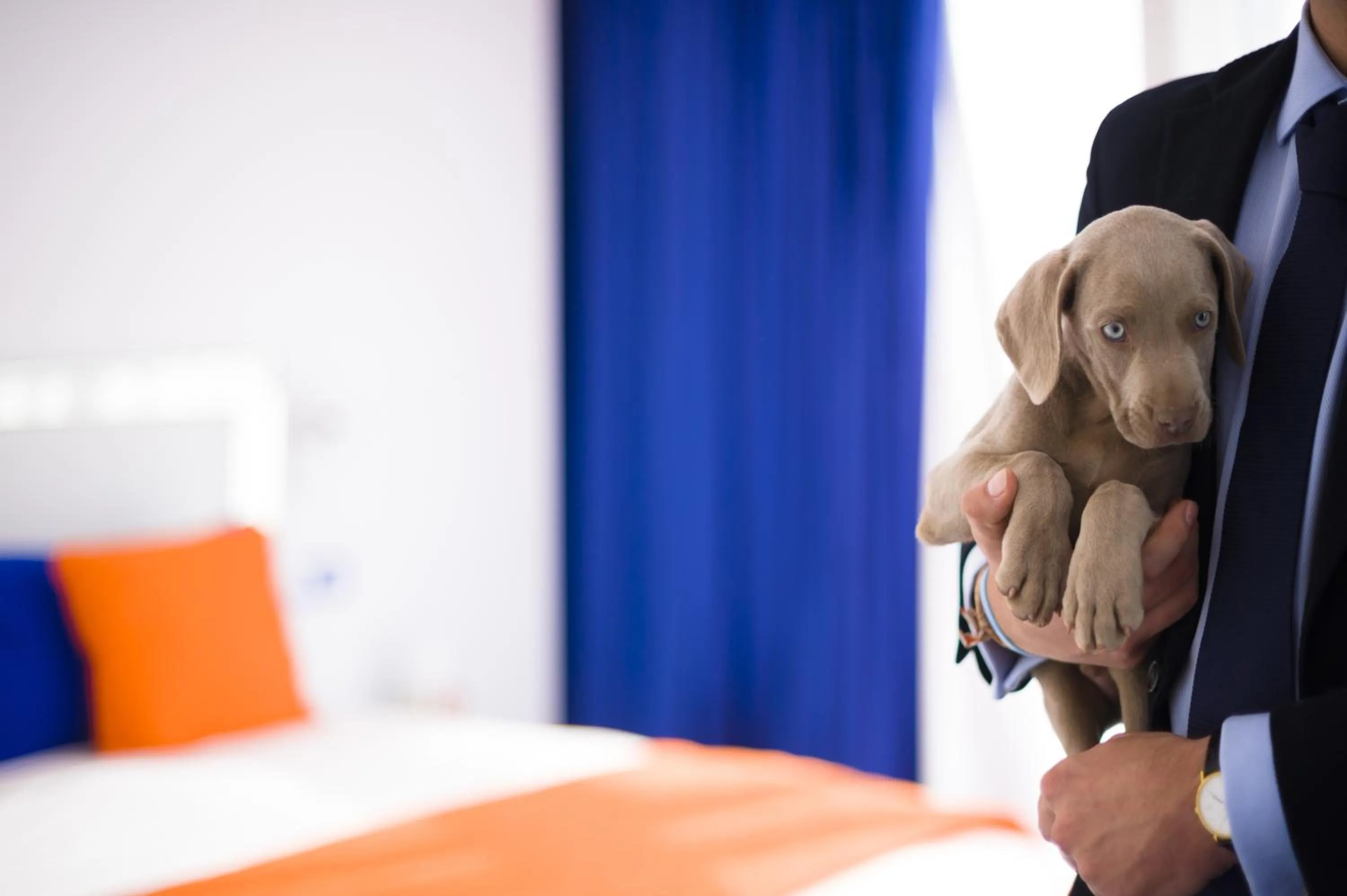 Pets, Bed in Resotel