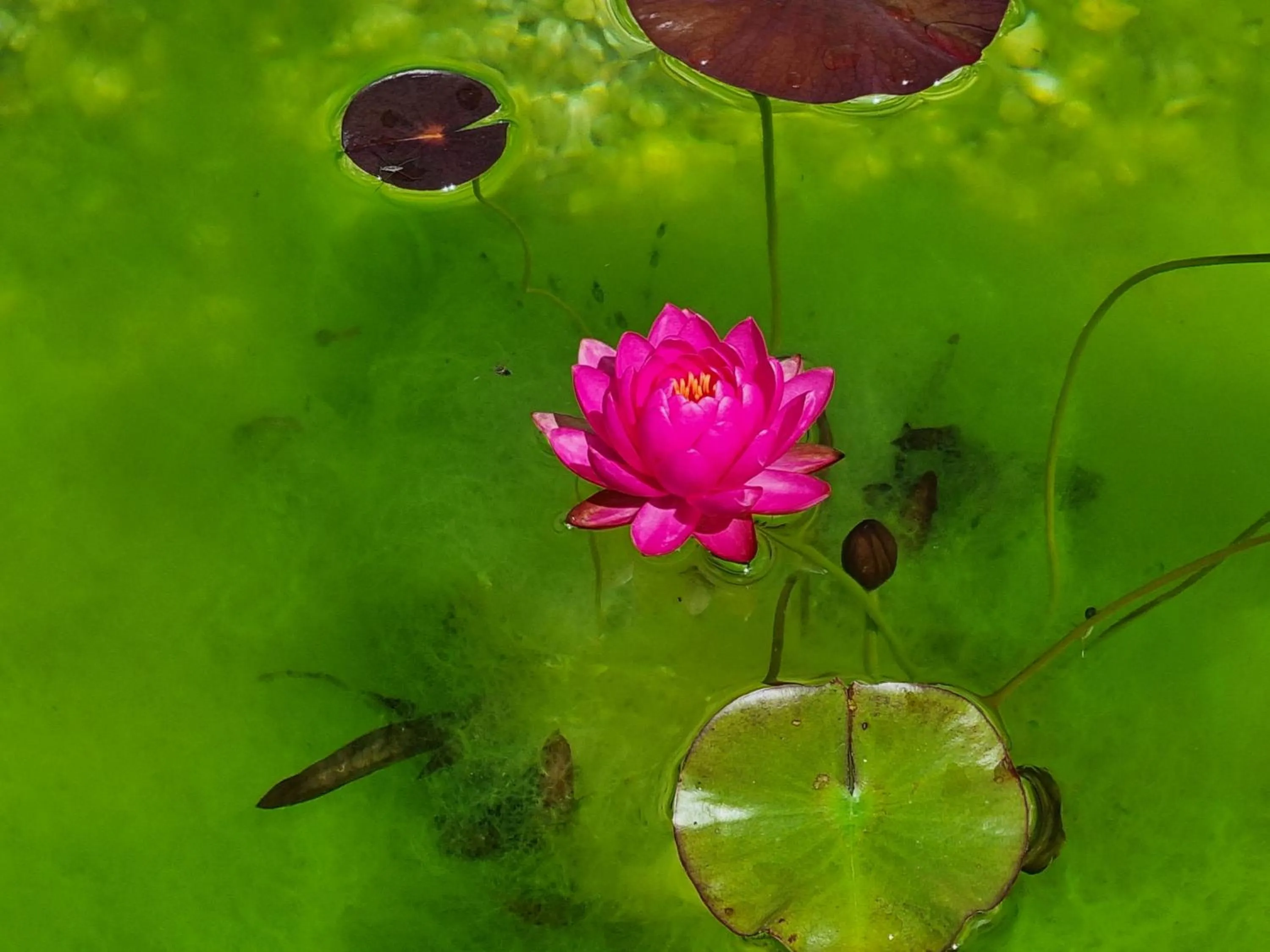 Garden in Shamarè Resort ****