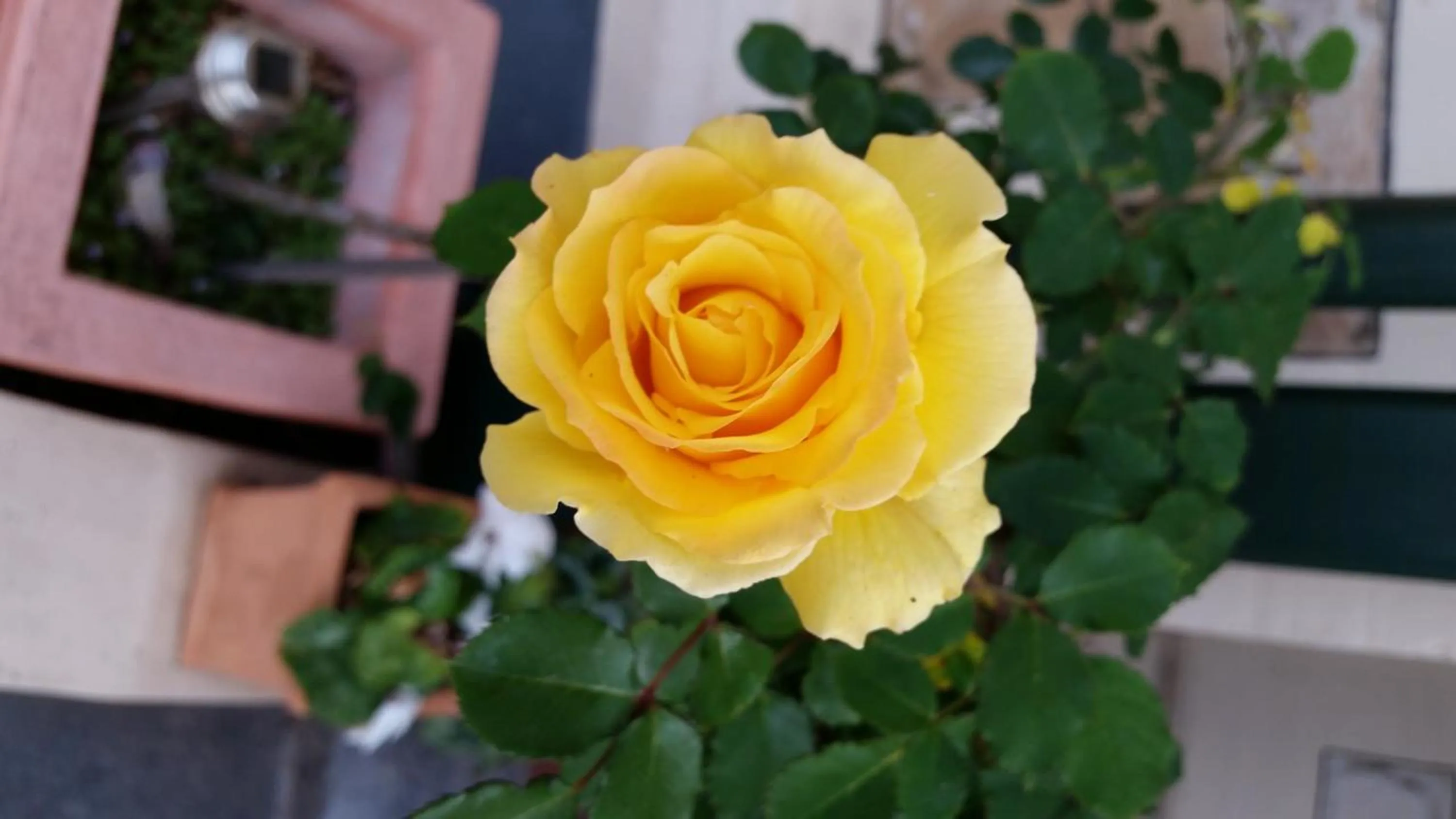 Garden in Water Bay Villa Bed & Breakfast