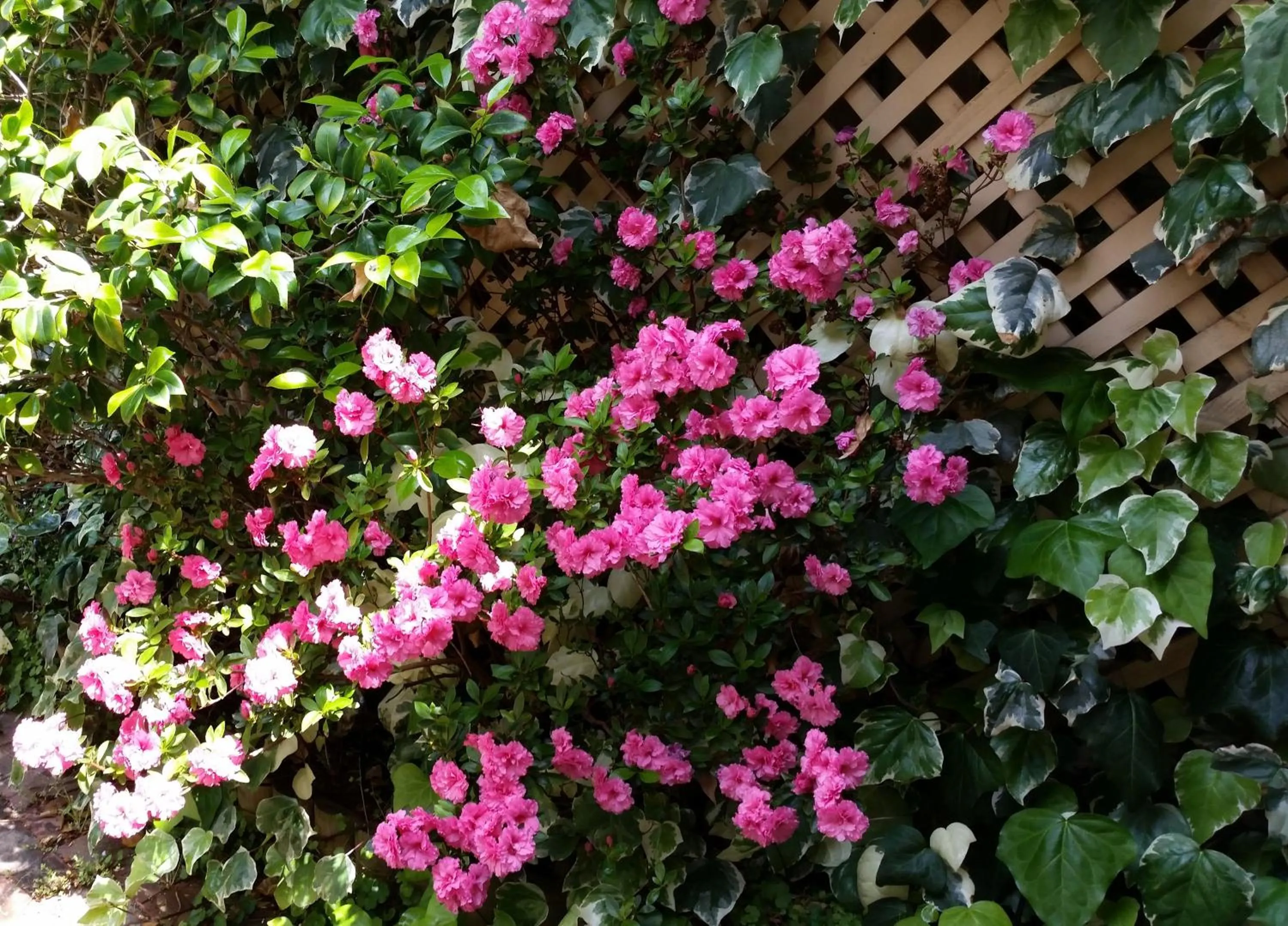 Garden in Water Bay Villa Bed & Breakfast