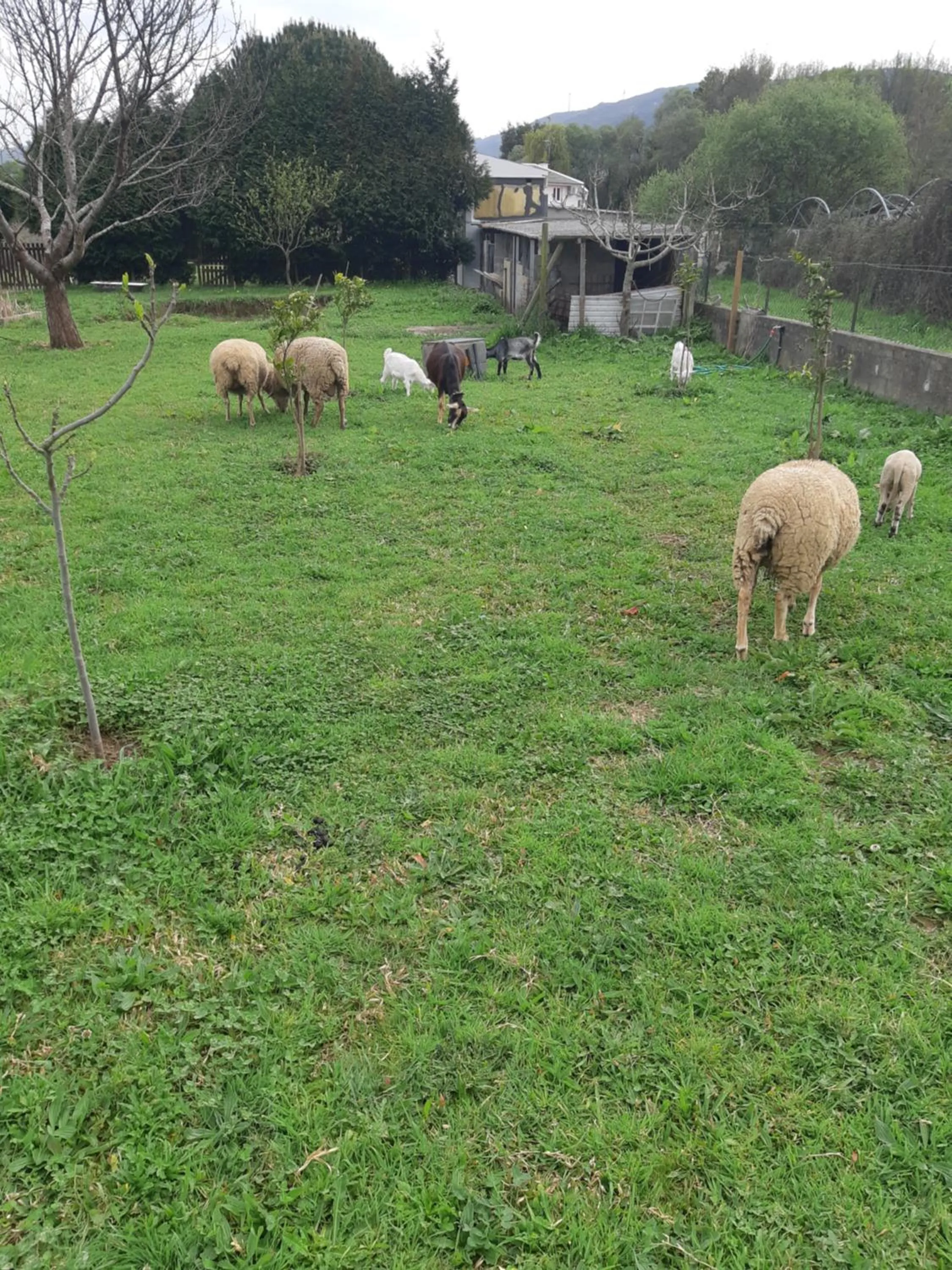 Animals in Casa do Coura Apartamento