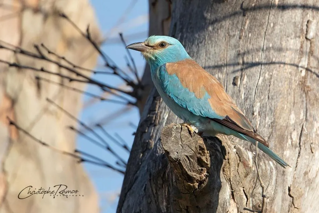 Bird's eye view in L'oiseau Bleu suite MERLE BLEU