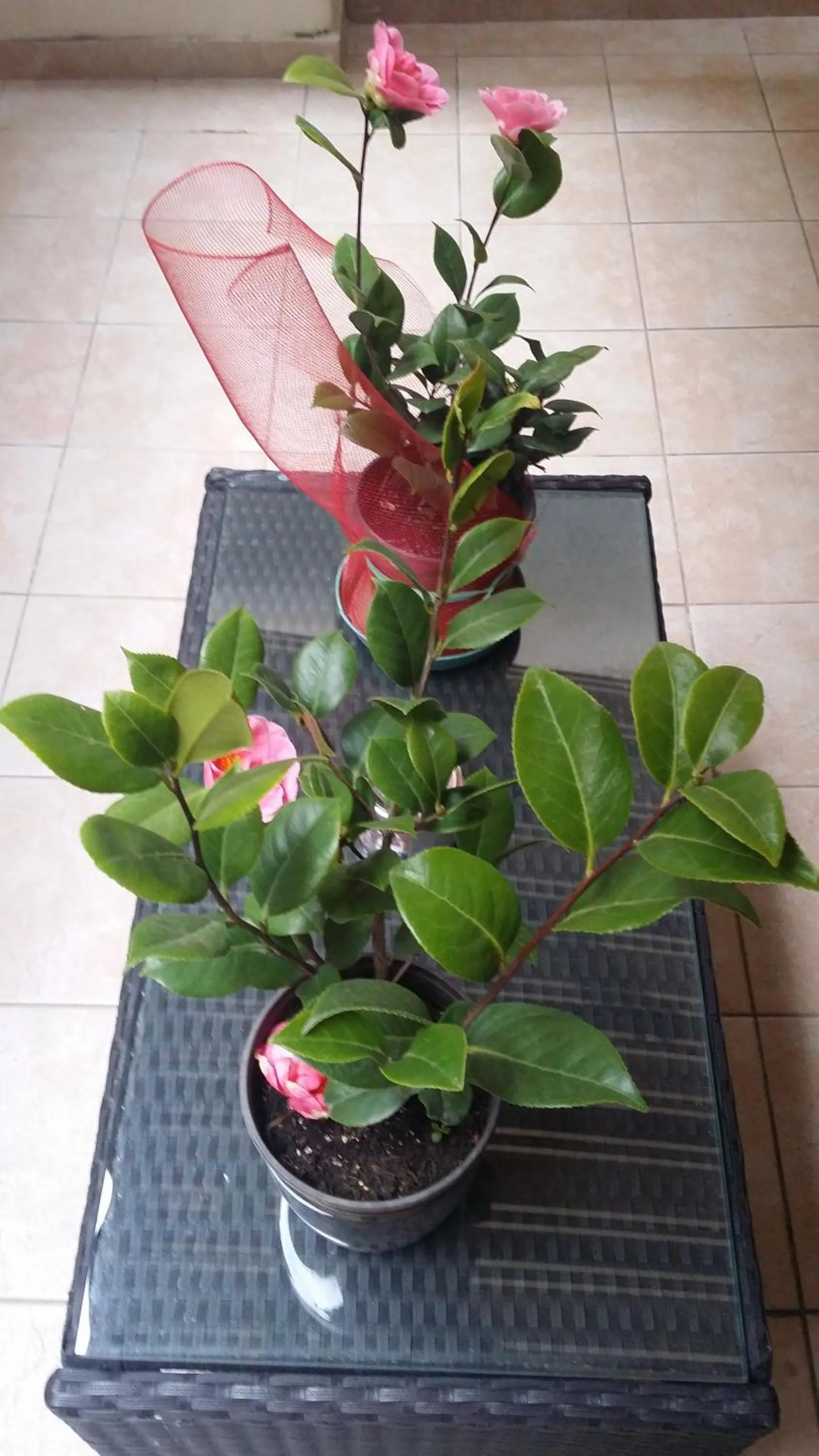 Balcony/Terrace in B&B Casa Valeria