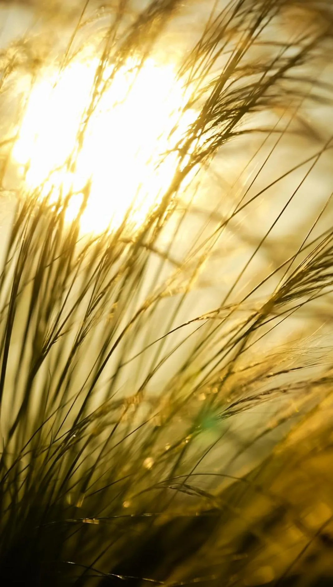 Garden in Club Beyy Resort Hotel - Ultra All Inclusive