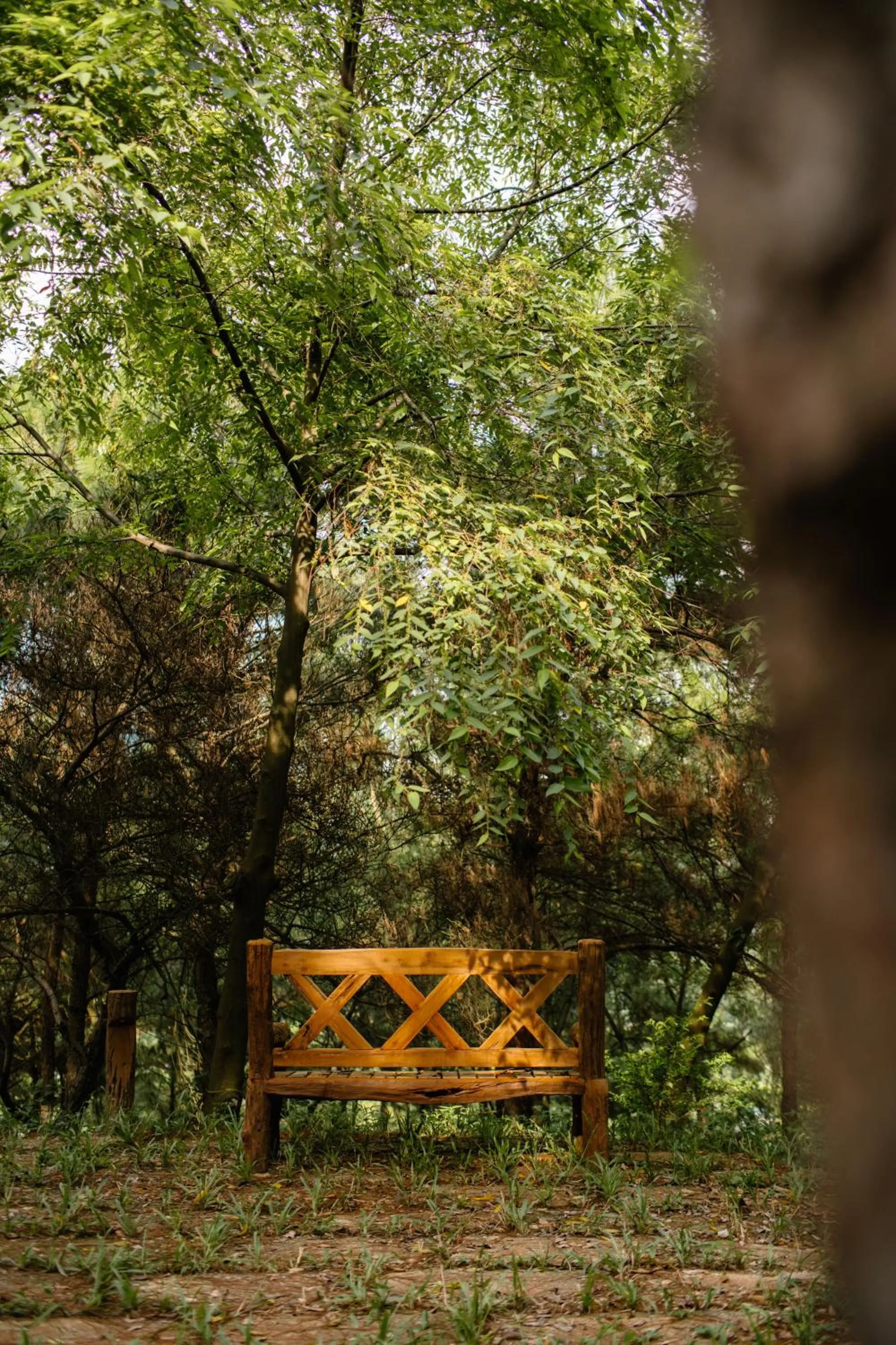 Garden in Amaya Retreat