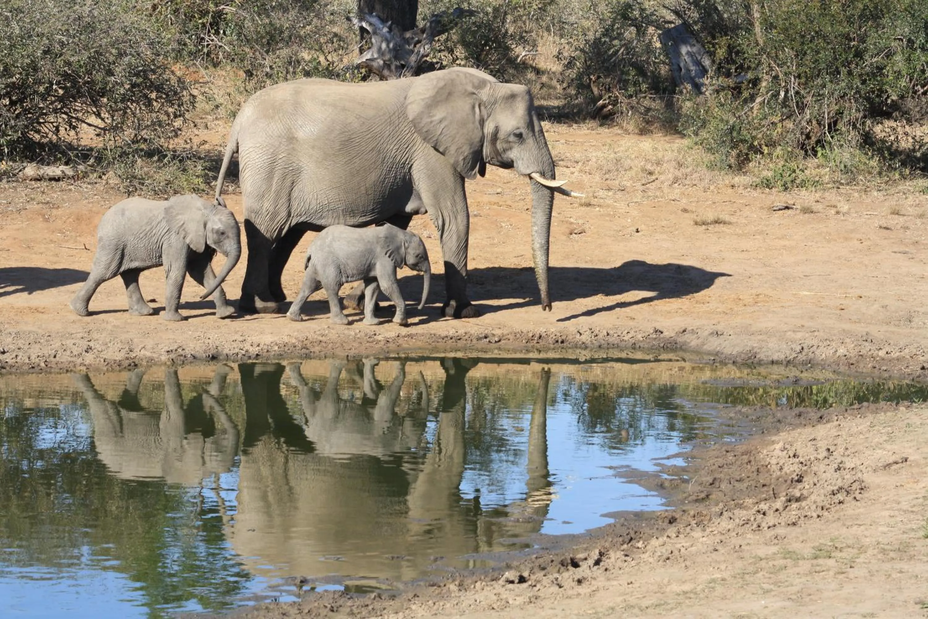 Animals in Baobab Ridge