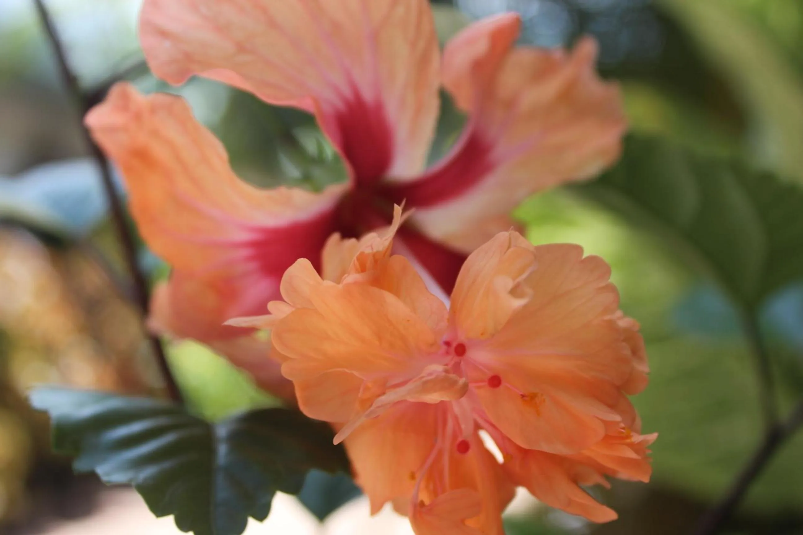 Other in Amaroo On Mandalay, Magnetic Island