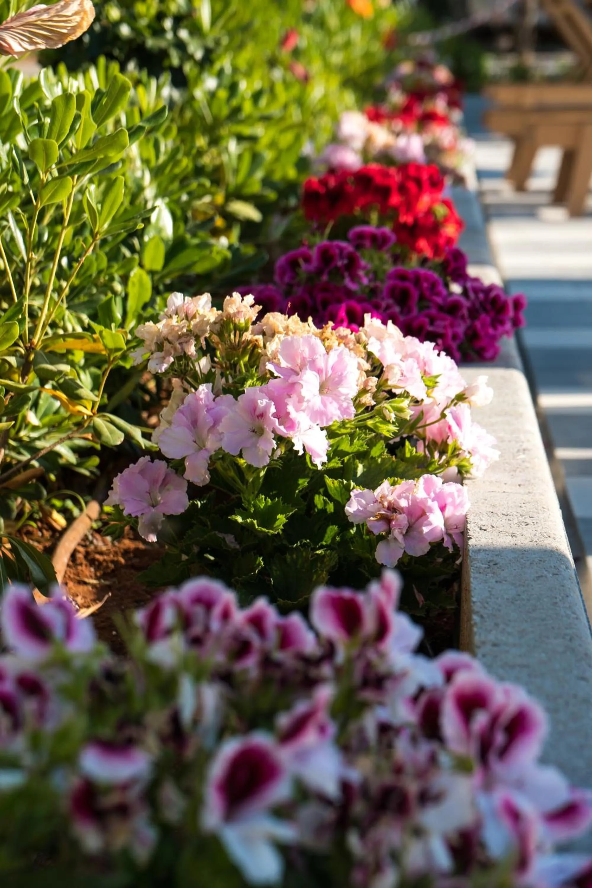 Garden in Evdokia Suites