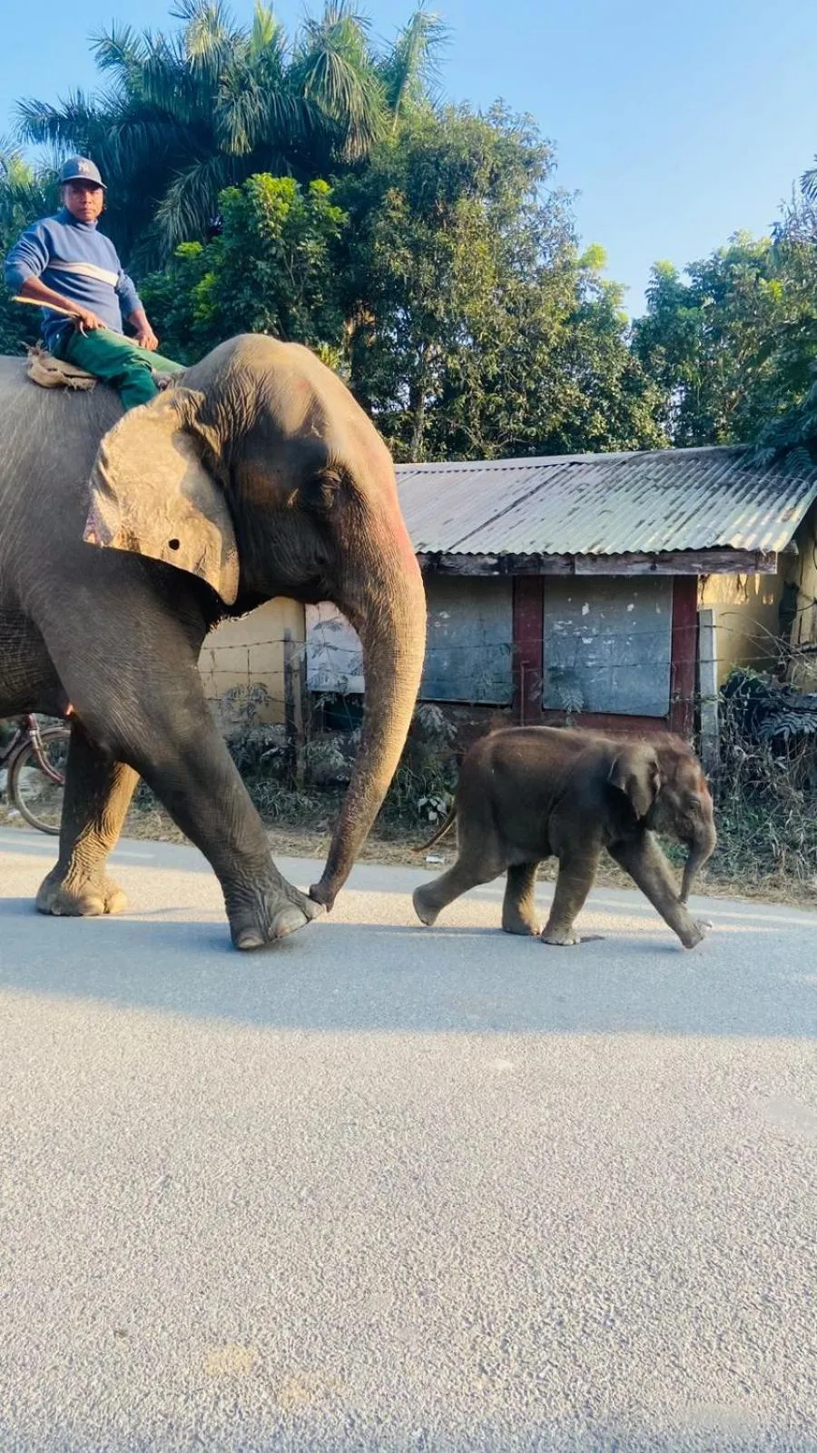 Animals in Hotel BhupuSainik Sauraha, Chitwan